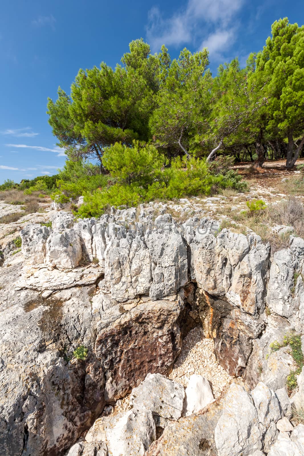 The Pine trees on rock in Croatia
