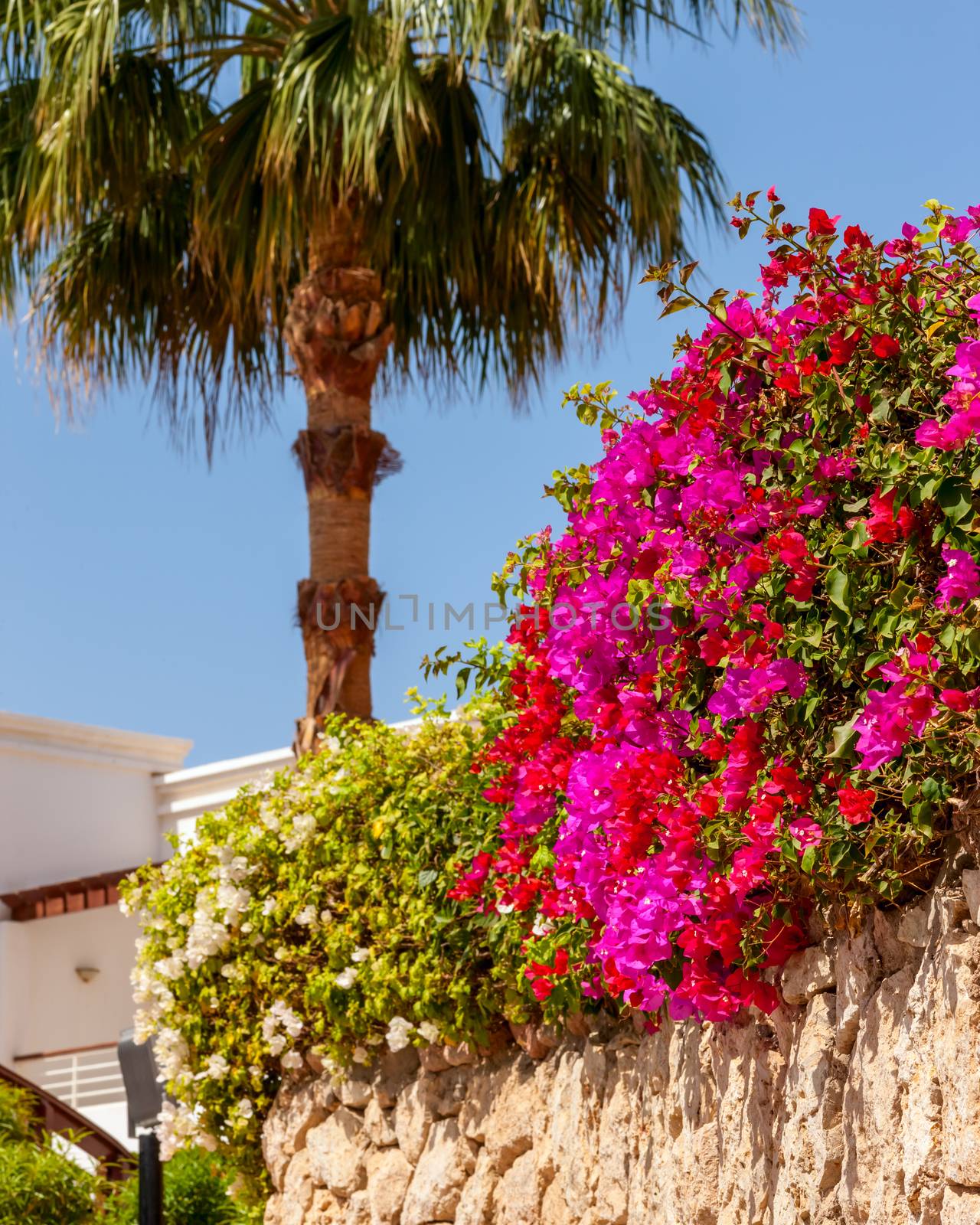  Beauty pink bougainvillea , Sharm el Sheikh, Egypt