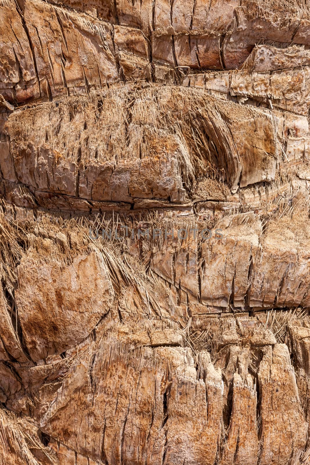Palm tree background texture pattern upper trunk detail photo.