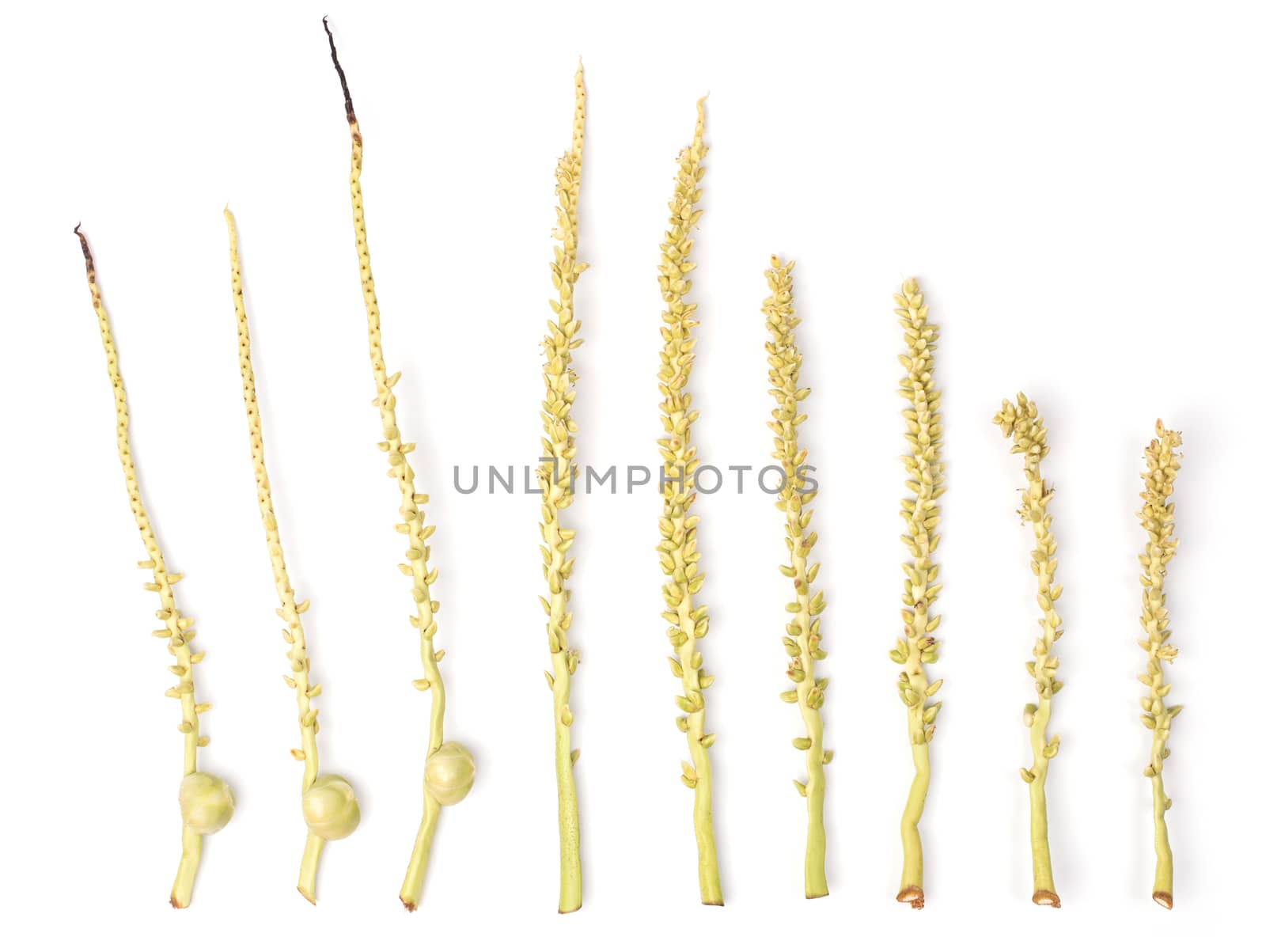 Branch of coconut flower isolated on white background, Spadix