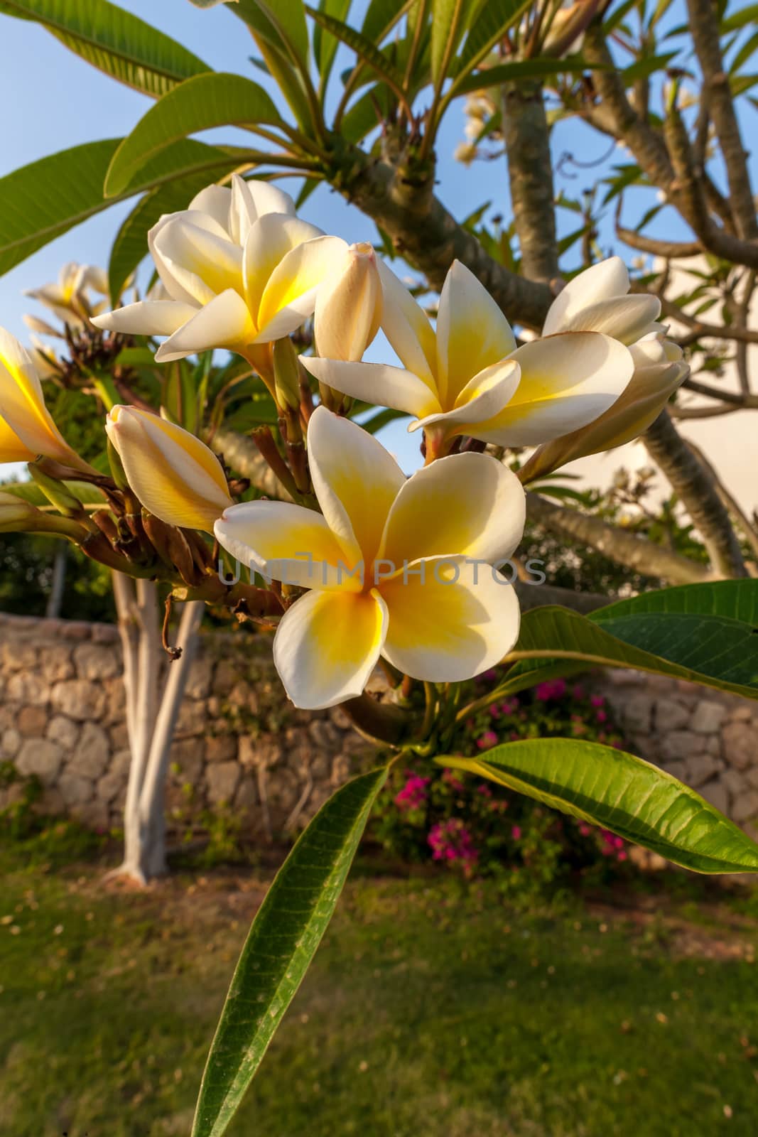 The white frangipani flowers with leaves close up
