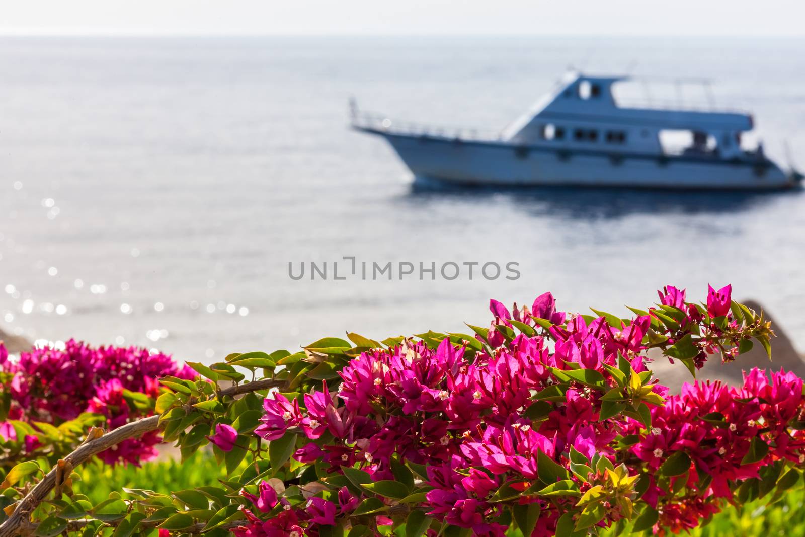  Beauty pink bougainvillea , Sharm el Sheikh, Egypt against the backdrop of the sea and sailing