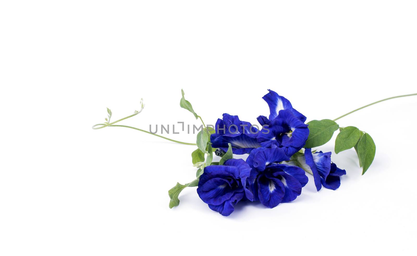 Butterfly Pea isolated on white background