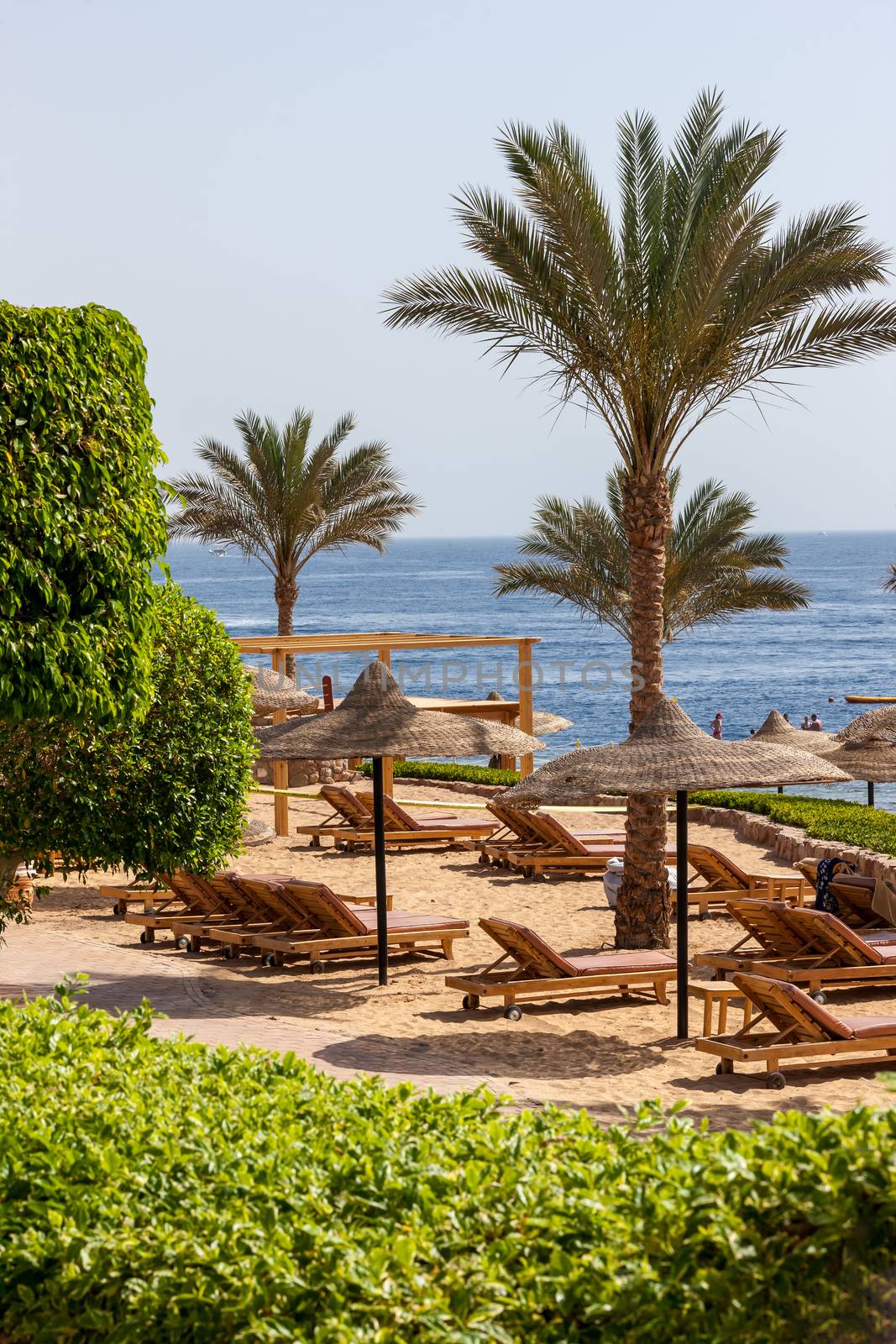 Palm alley on egyptian sand beach, umbrellas and sun loungers and  view at Red Sea. Egypt