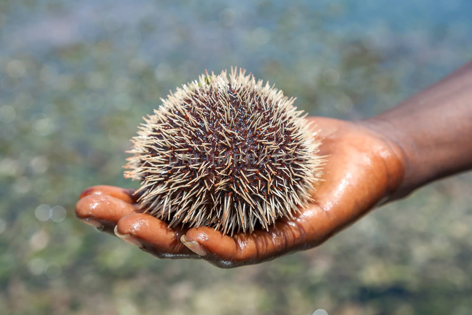 The sea hedgehog lays on a man's hand