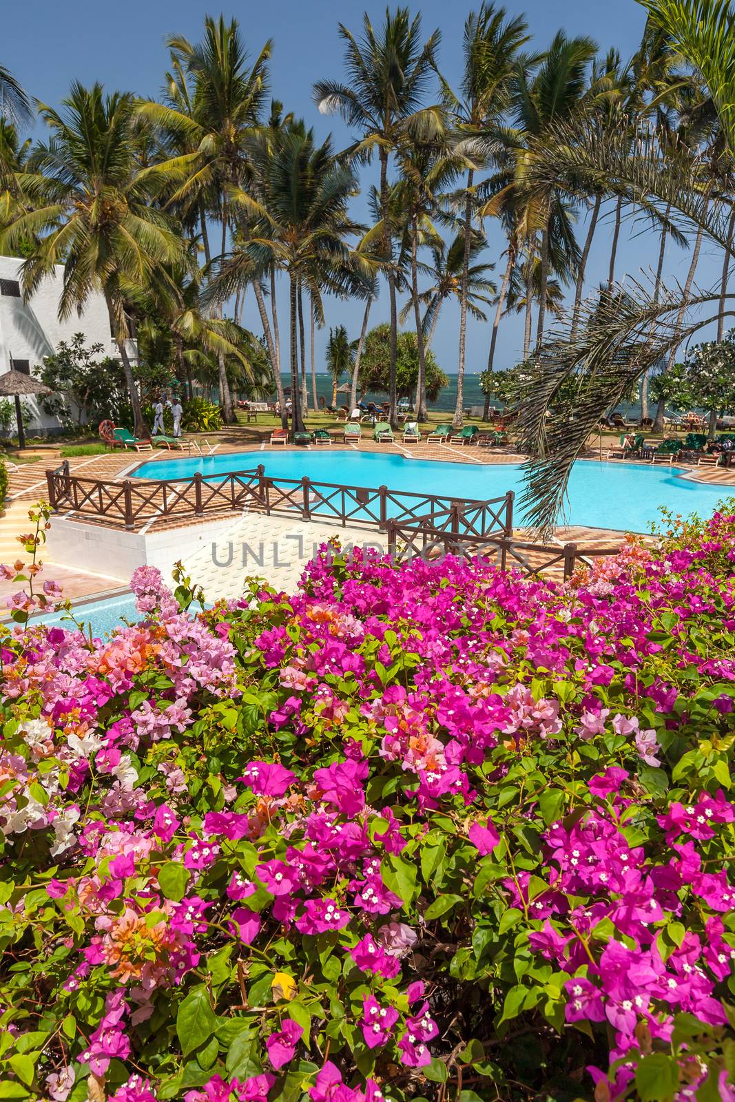 Swimming pool, palm trees, pink flowers and blue sky 