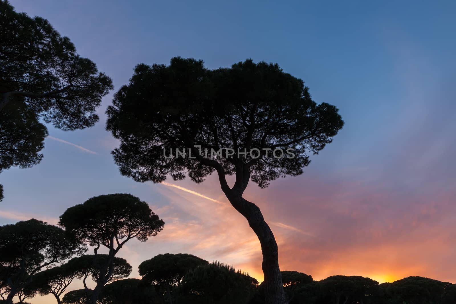 Beautiful sunset on the background of Italian pines