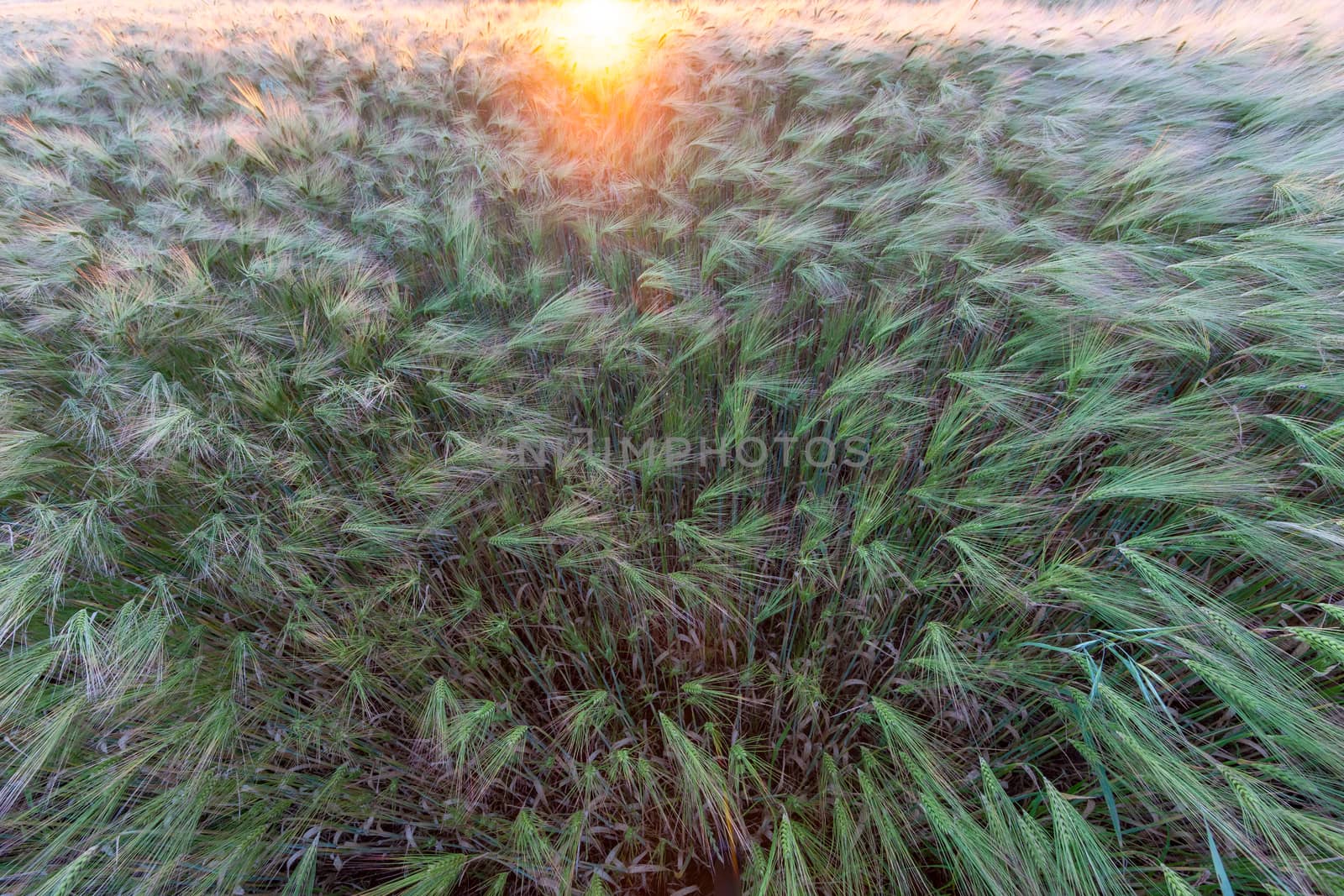 Young wheat growing in green farm field close-up