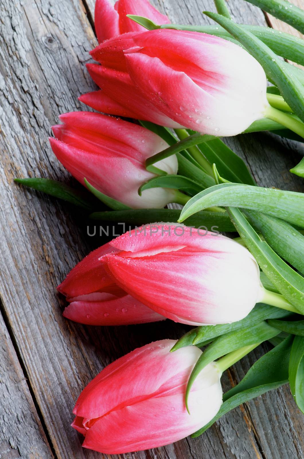 Frame of Five Spring Magenta Tulips with Water Drops closeup on Rustic Wooden background