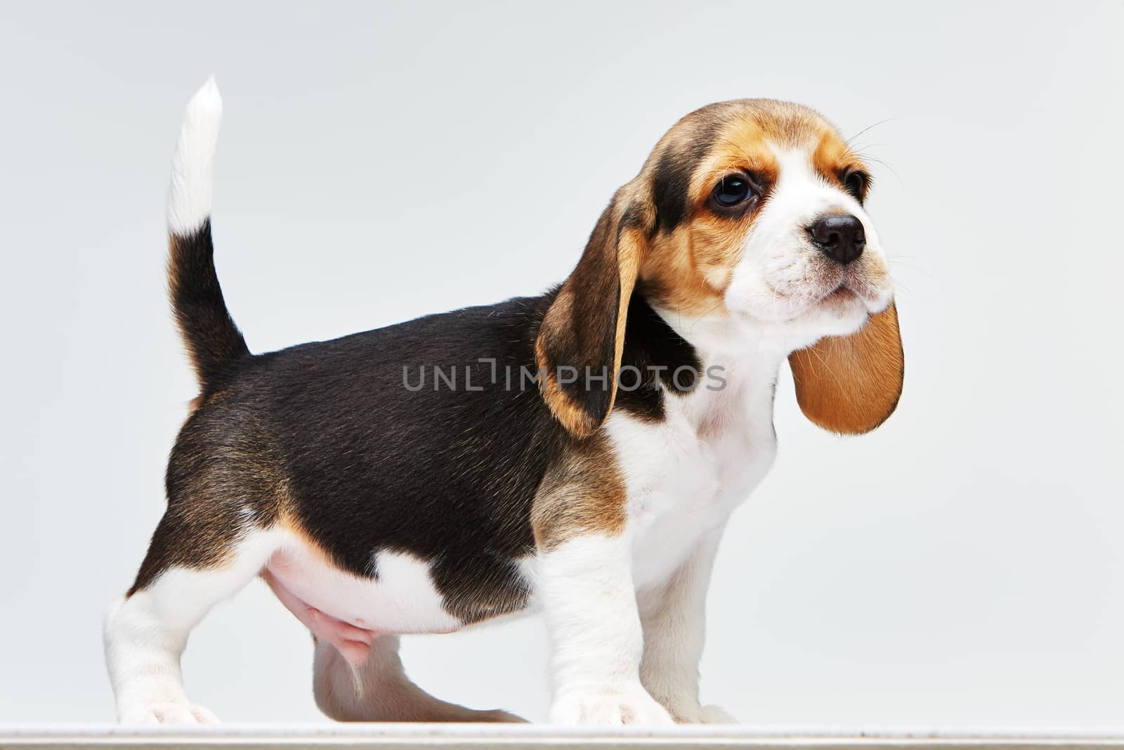 Beagle puppy standing on the white background