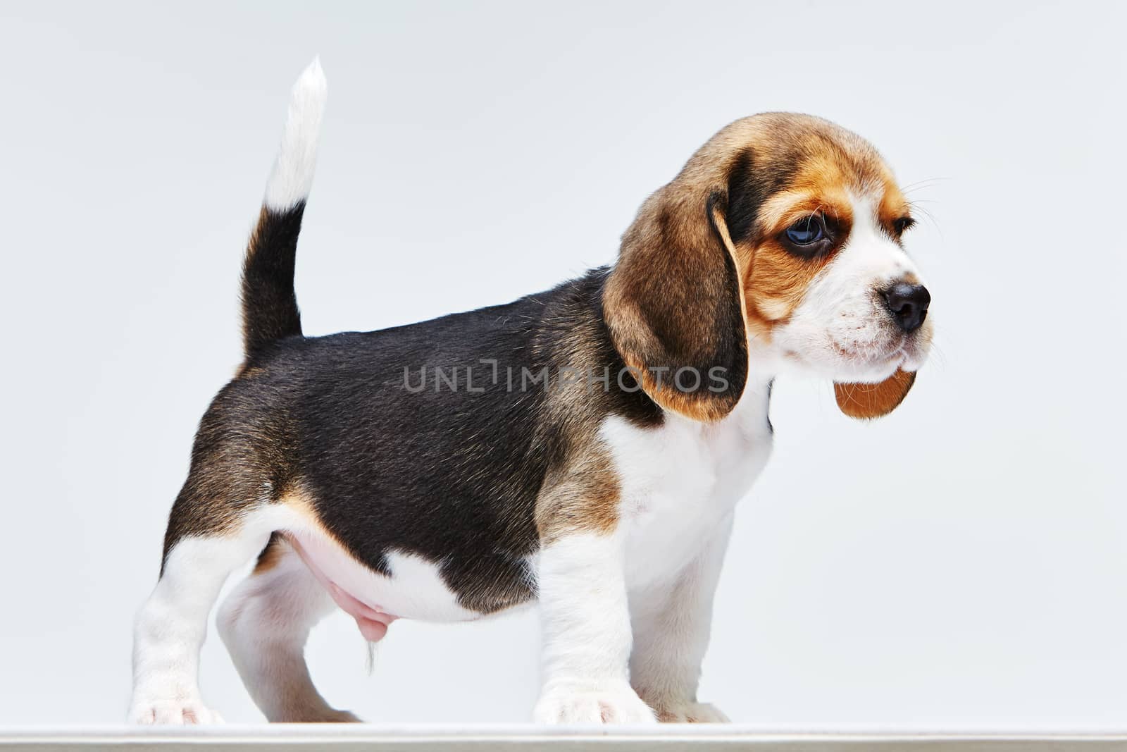 Beagle puppy standing on the white background