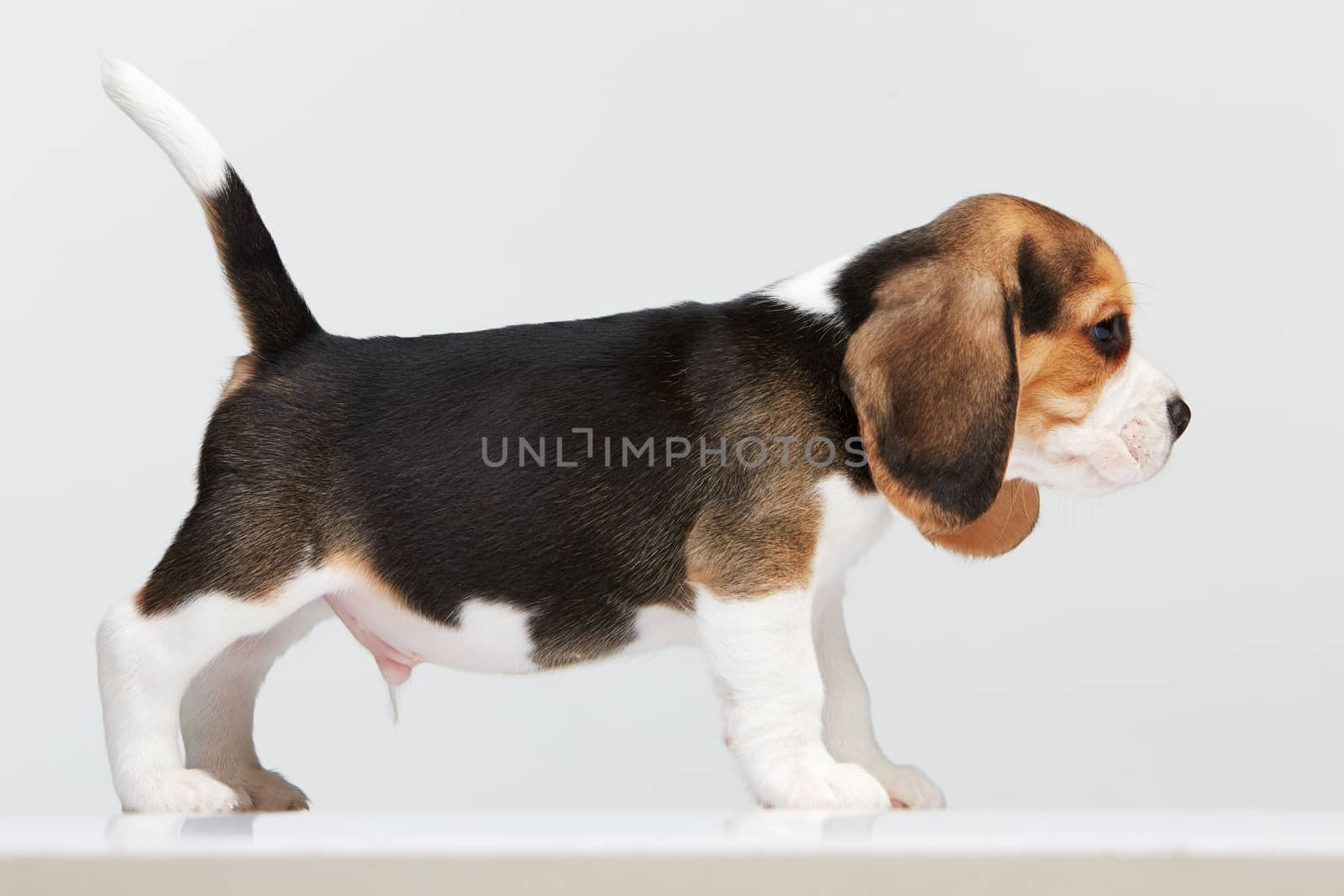 Beagle puppy standing on the white background. view profile