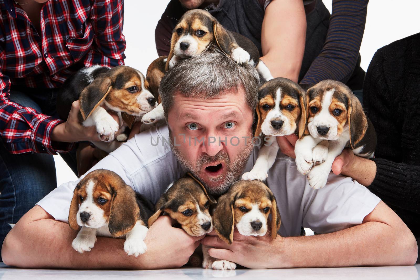 The zonked  man and big group of a beagle puppies on white background