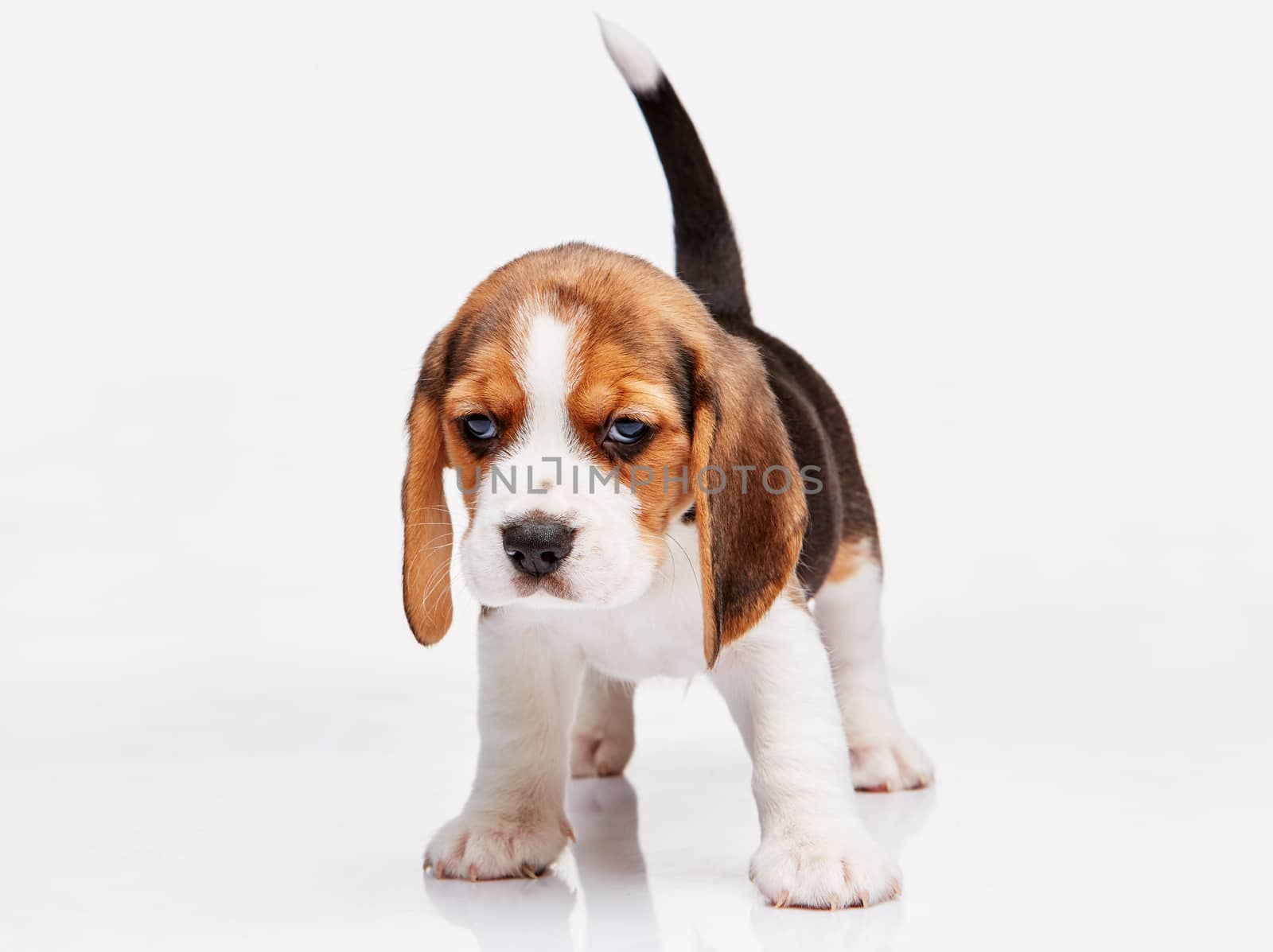 Beagle puppy standing on the white background