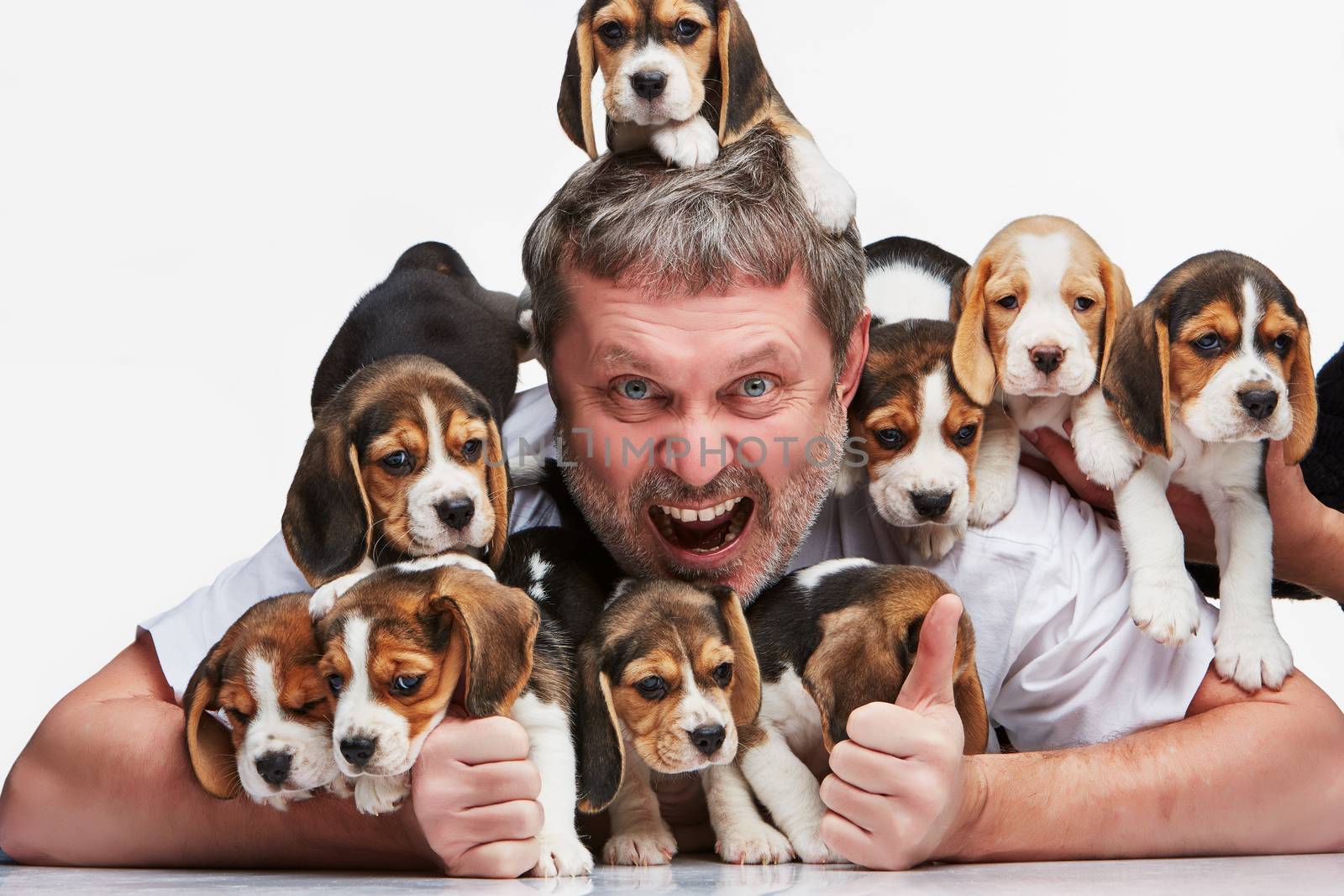 The ecstasy man and big group of a beagle puppies on white background