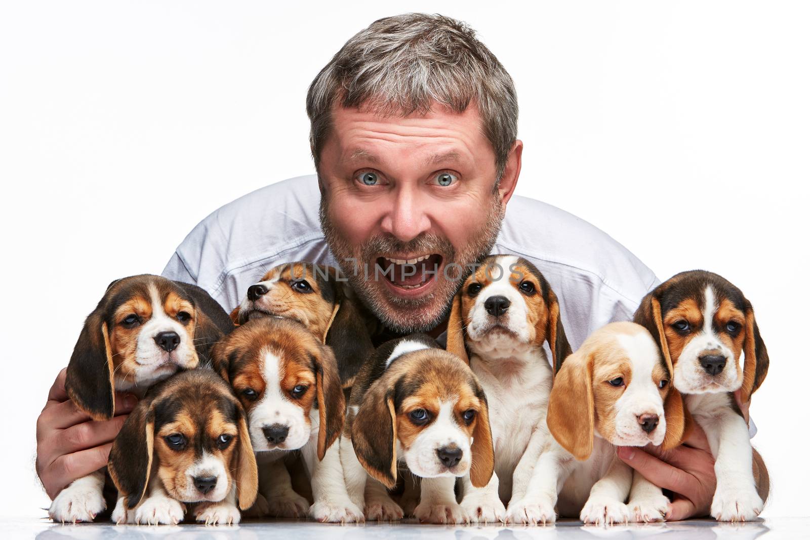 The happy man and big group of a beagle puppies on white background