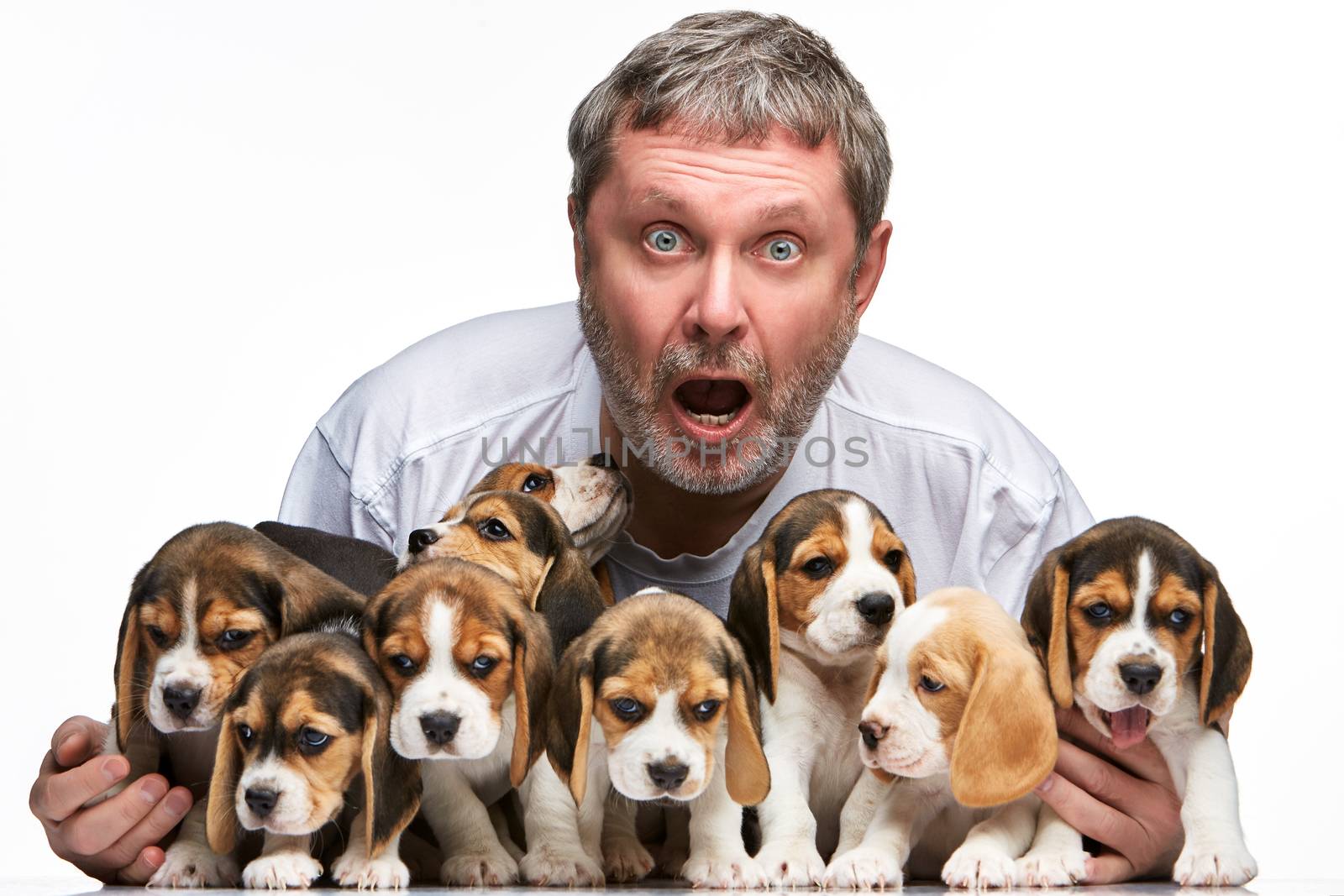 The surprised  man and big group of a beagle puppies on white background