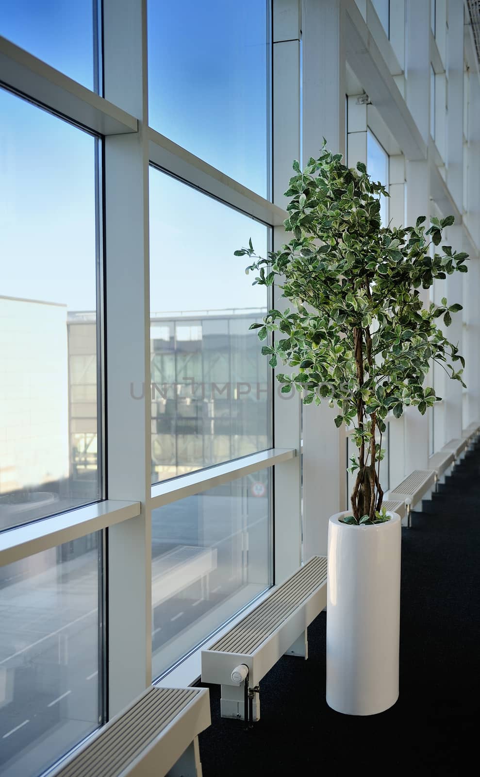 small tree in a office next to the window.