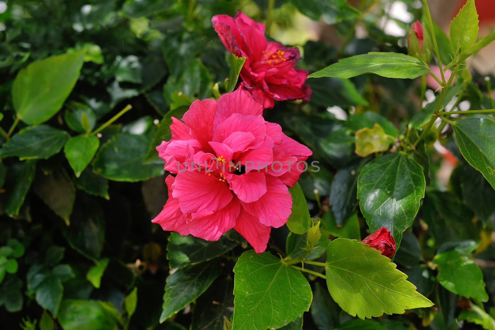 exotic red flower on a background of green leaves.