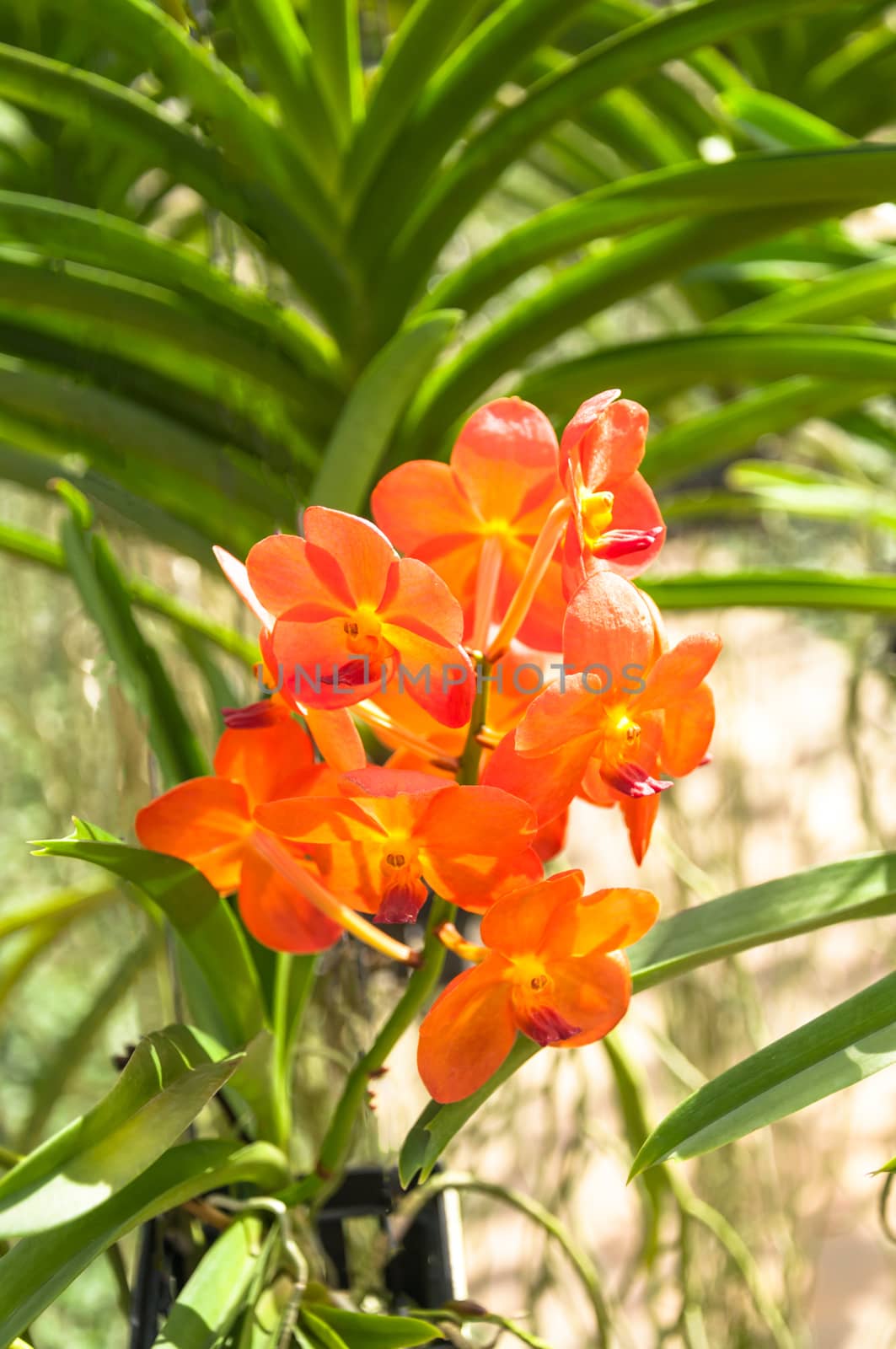 The beautiful of orange orchid with natural blur background.