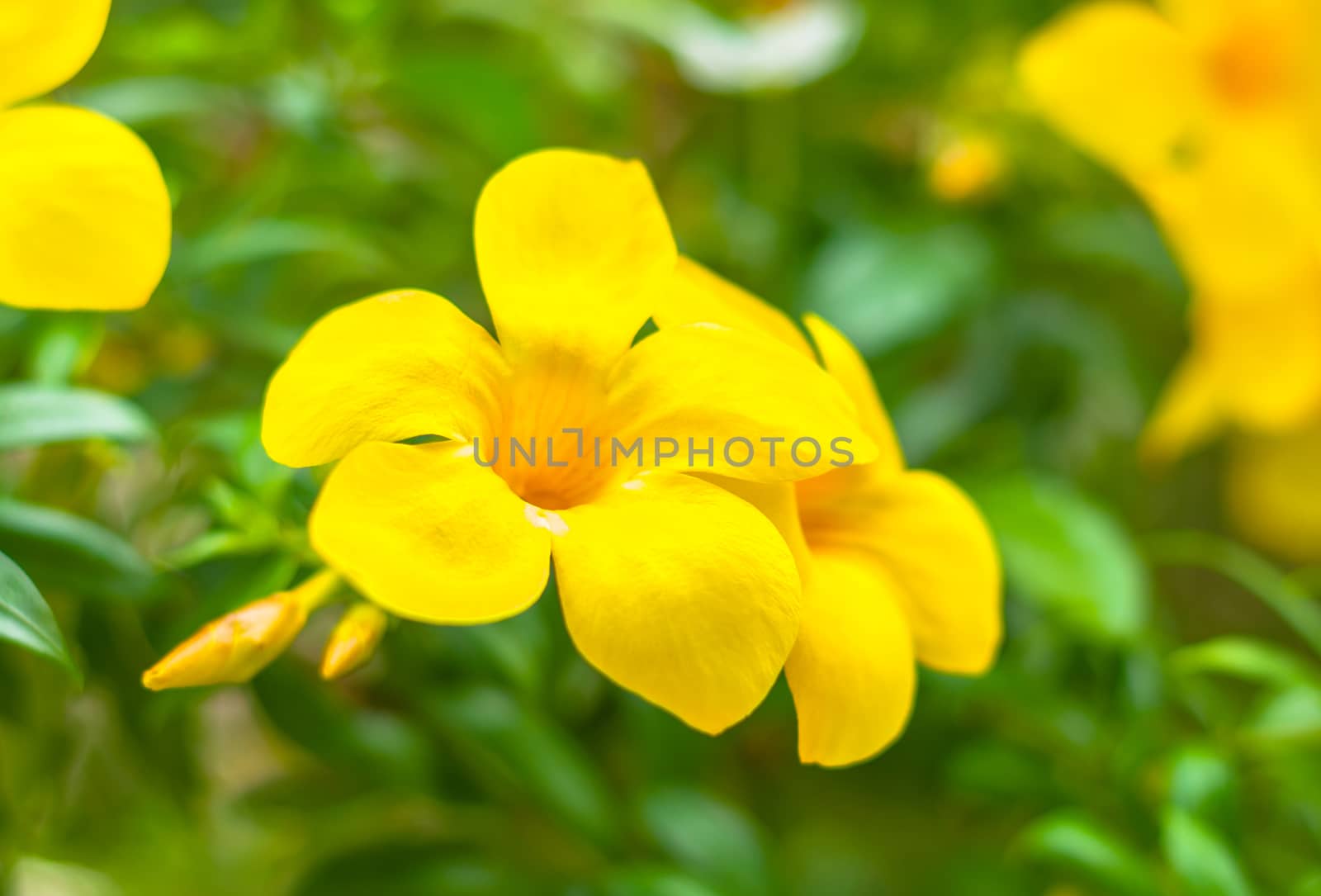 The beautiful of yellow orchid with natural blur background.