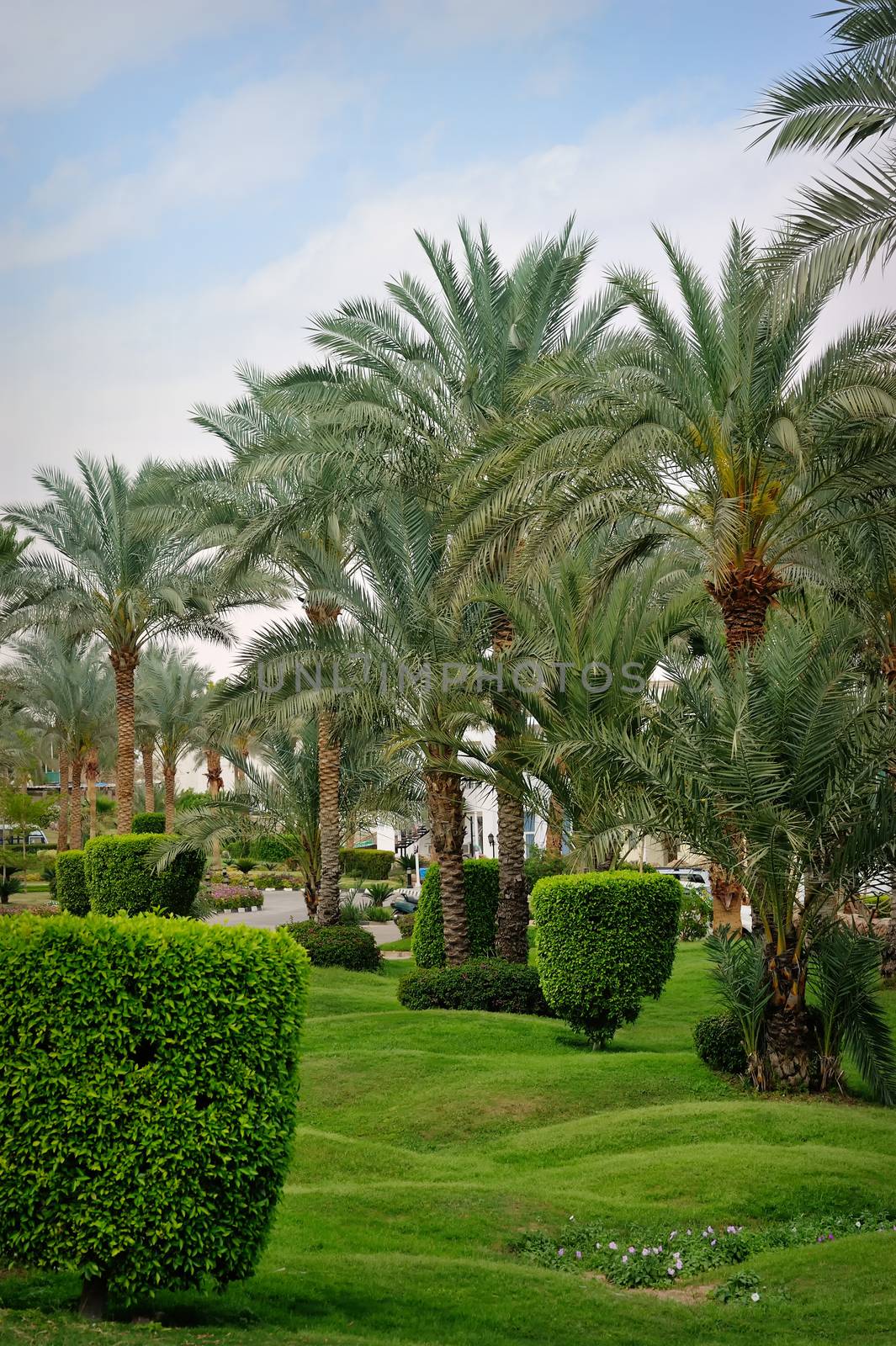 Palm tree in tropical garden in Egypt