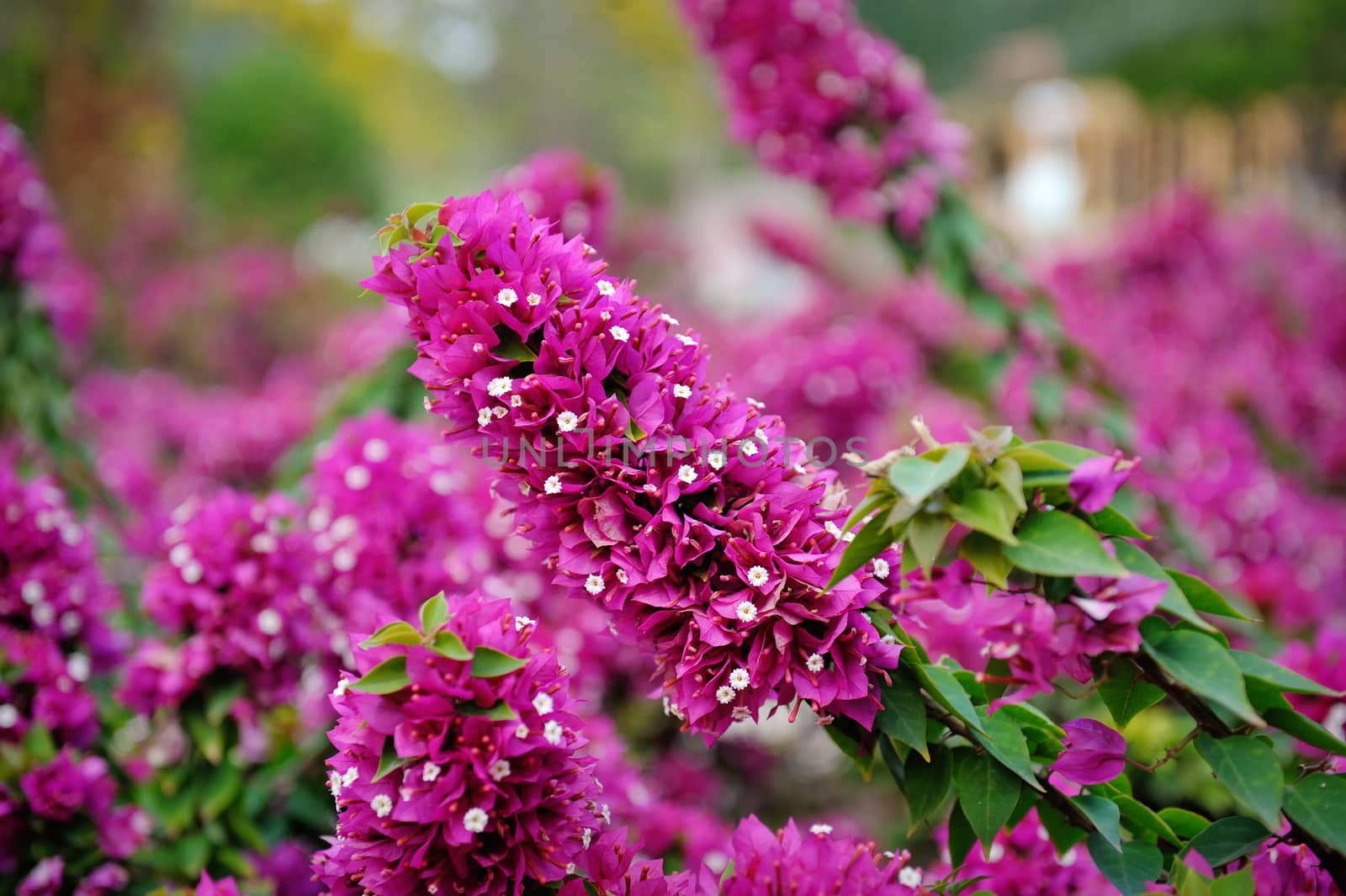 beautiful red flowers in the flowerbed by timonko