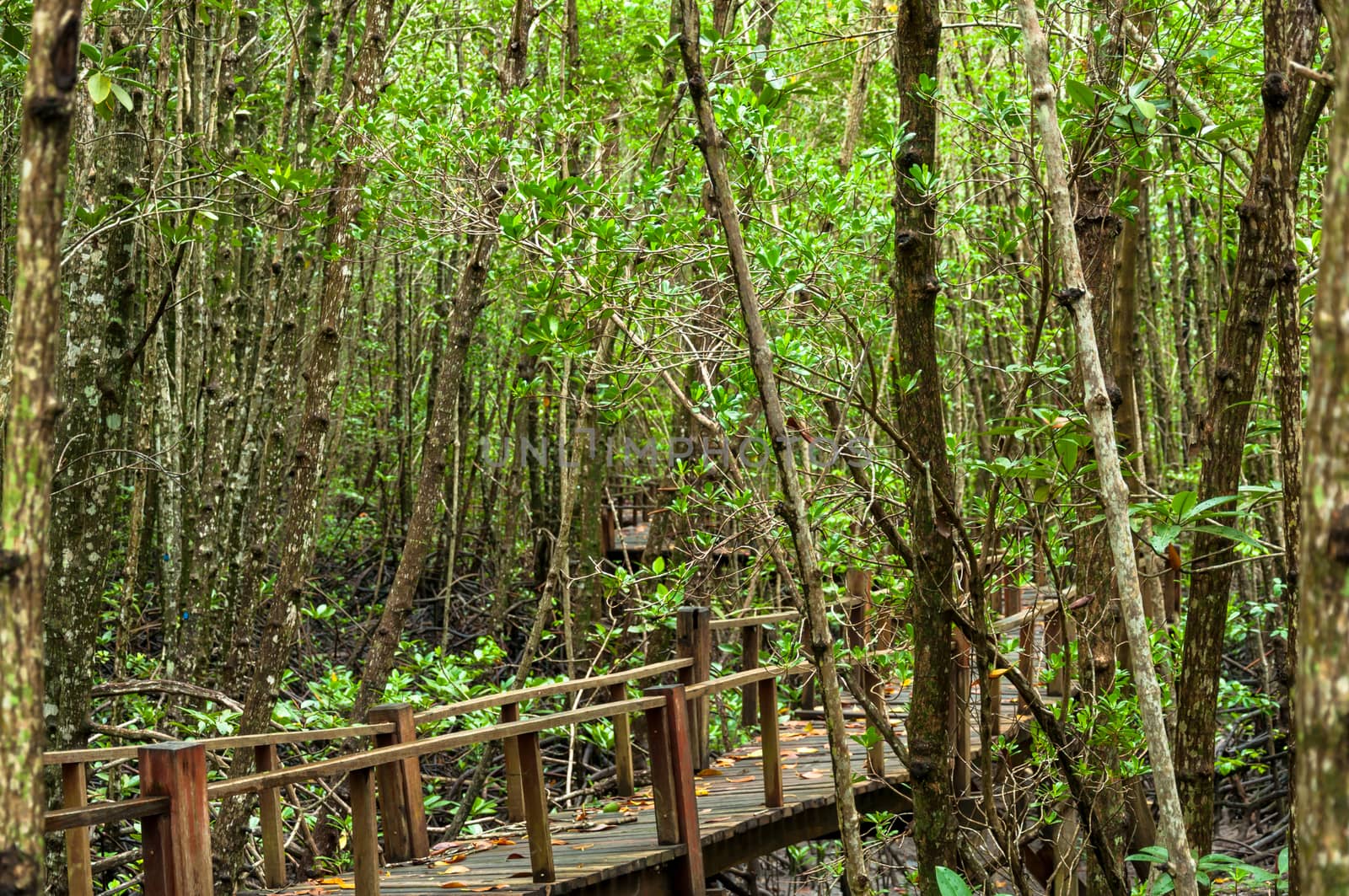 Landscape of Wood corridor at mangrove forest among the trees background