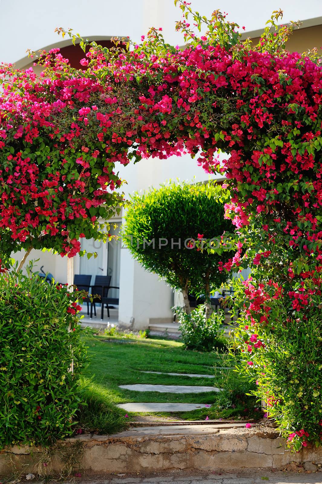 beautiful arch of red flowers on territiry of hotel.