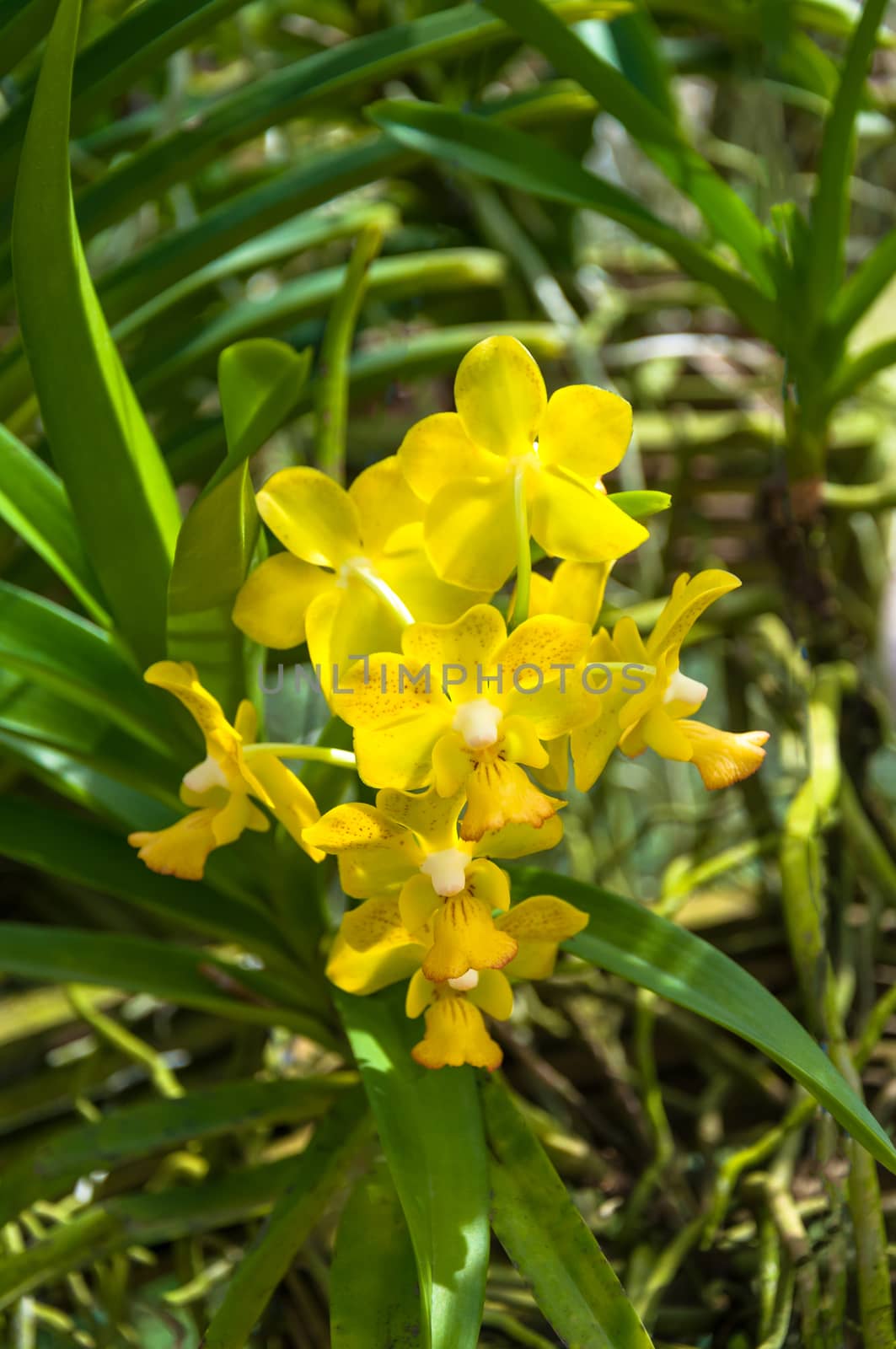 The beautiful of yellow orchid with natural blur background.