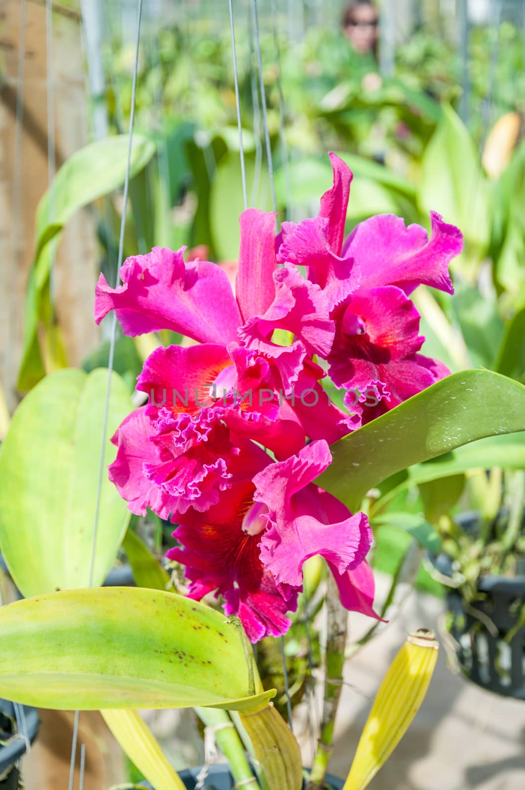 The beautiful of pink orchid with natural blur background.