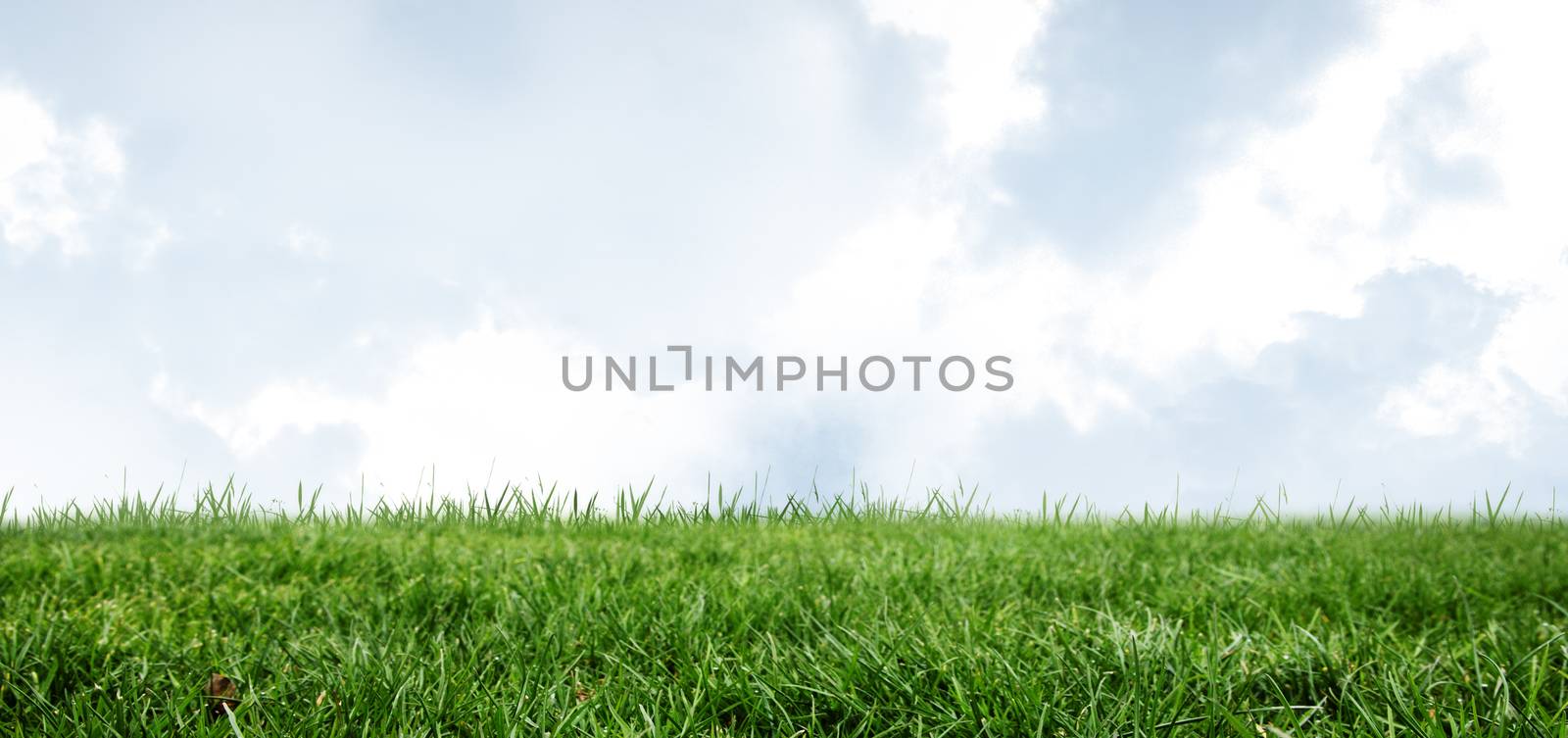 Field and sky with copy space