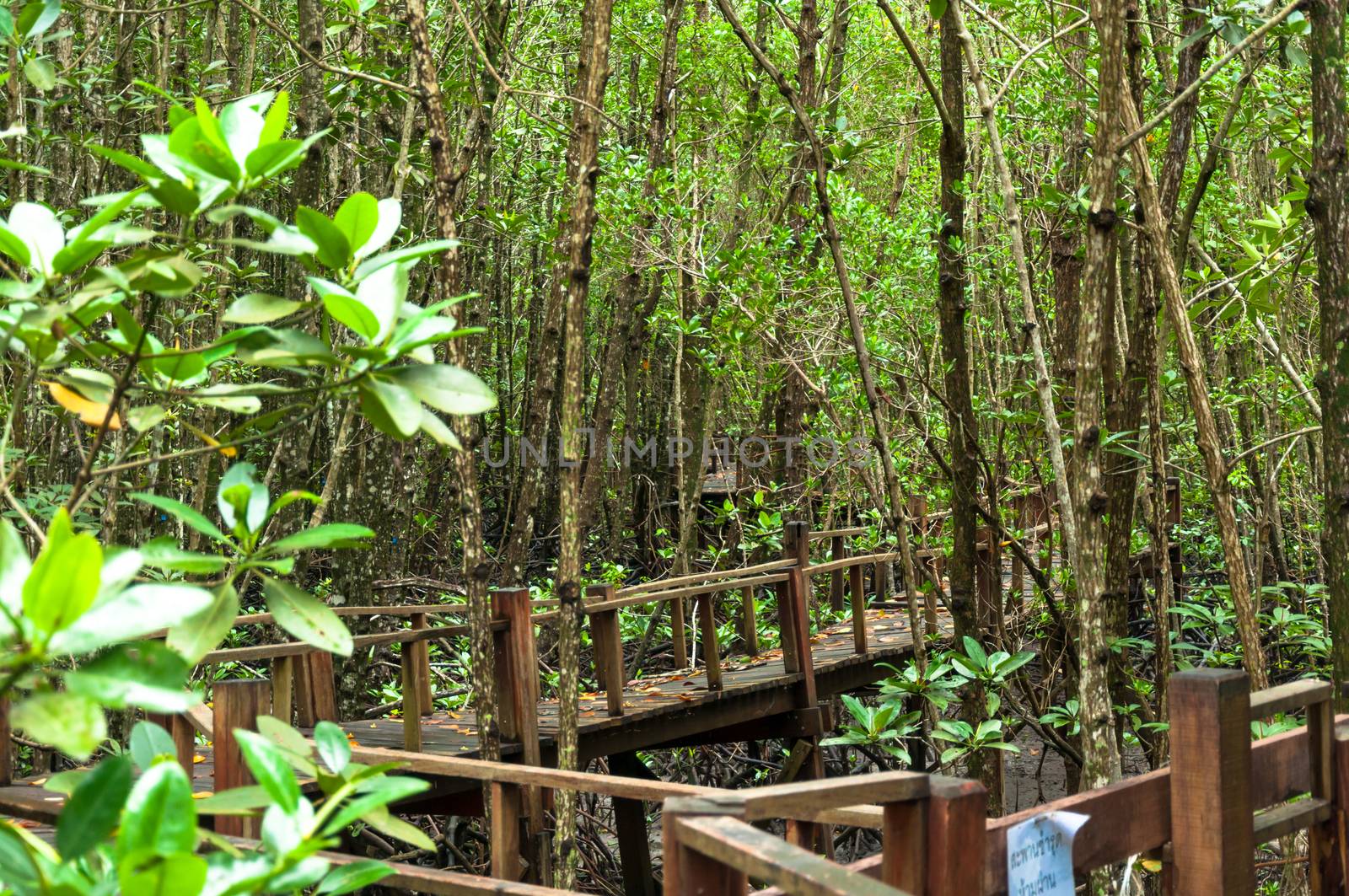 Landscape of Wood corridor at mangrove forest among the trees background