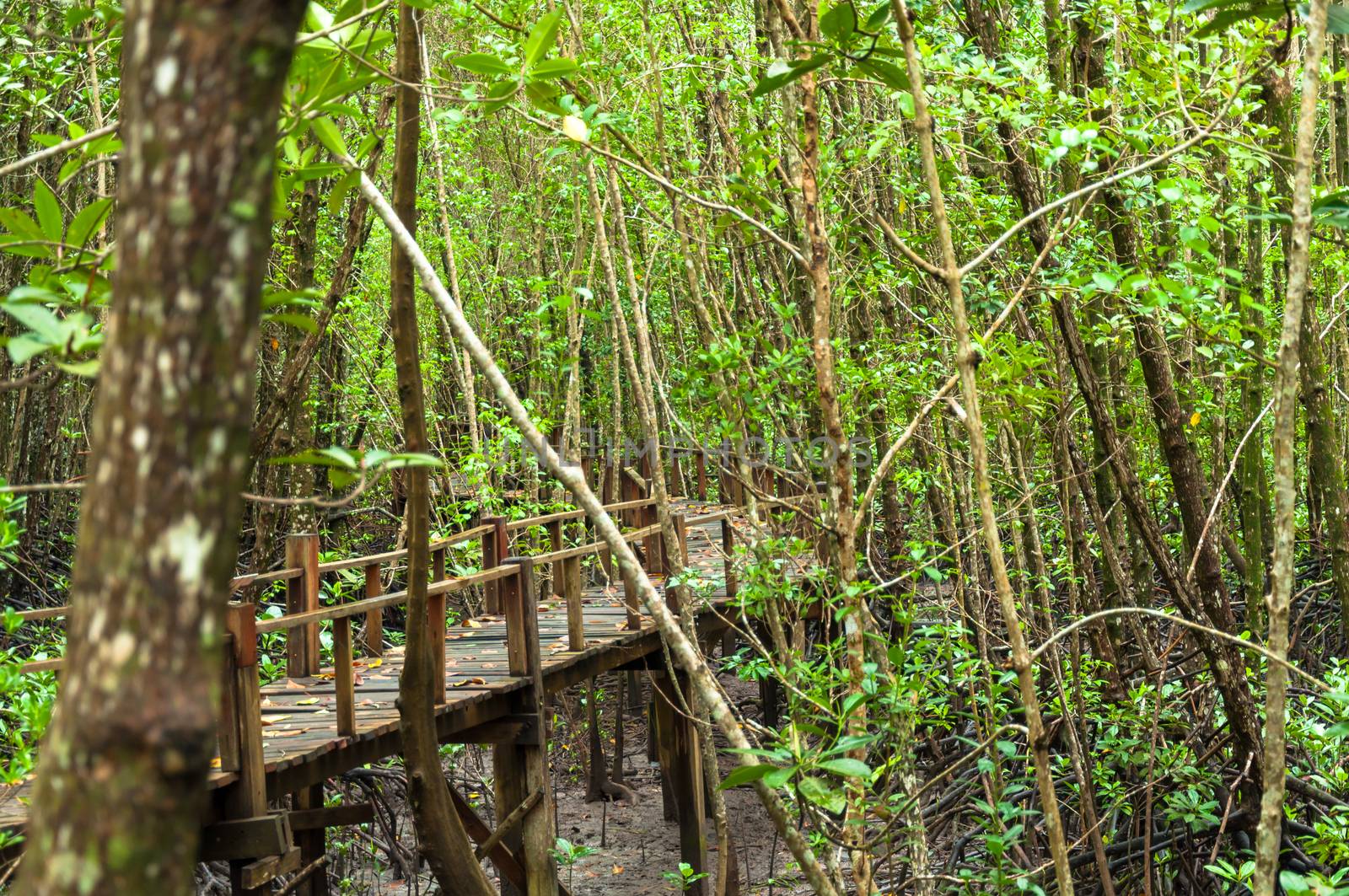 Landscape of Wood corridor at mangrove forest among the trees background