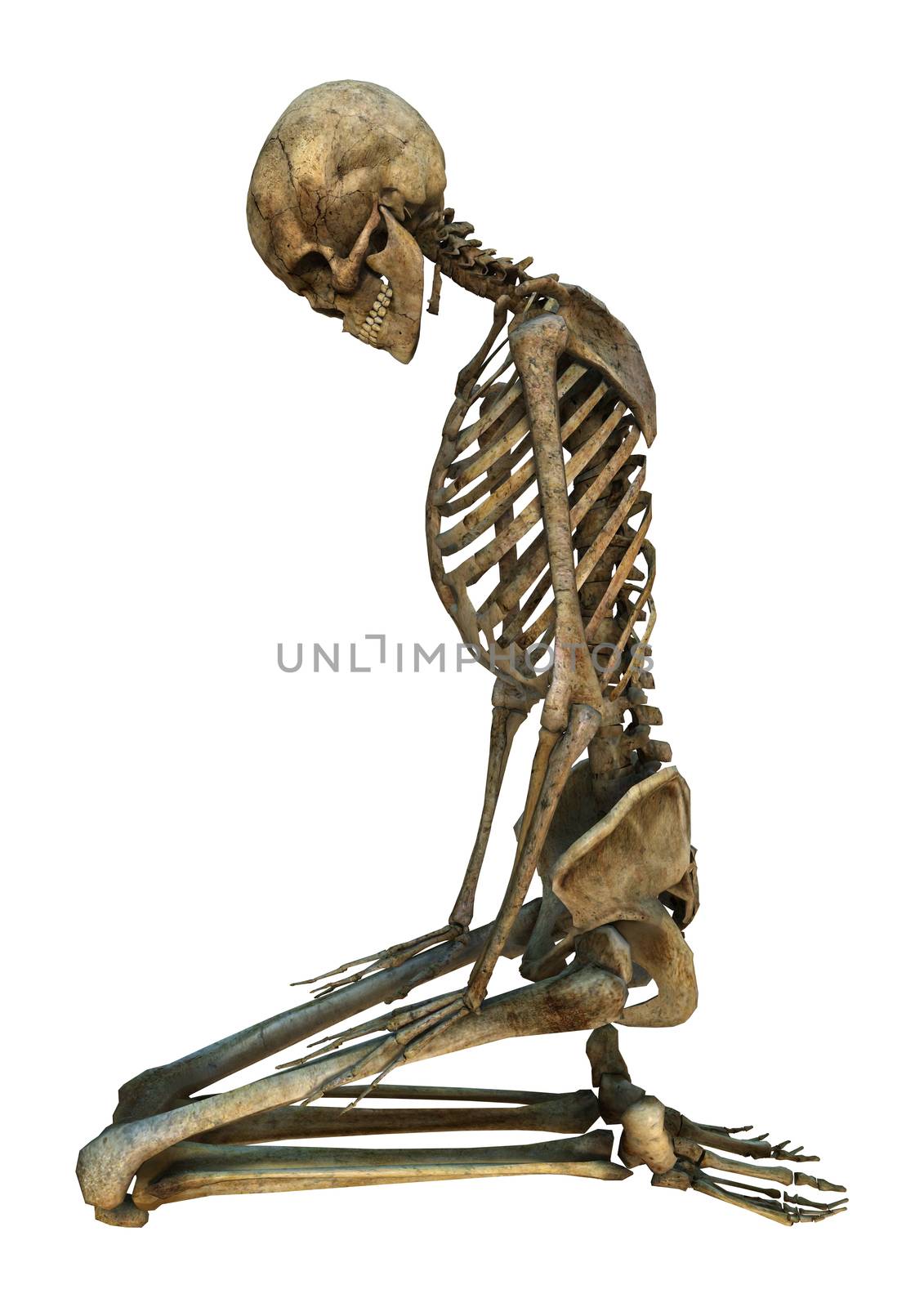 3D digital render of a human skeleton isolated on white background