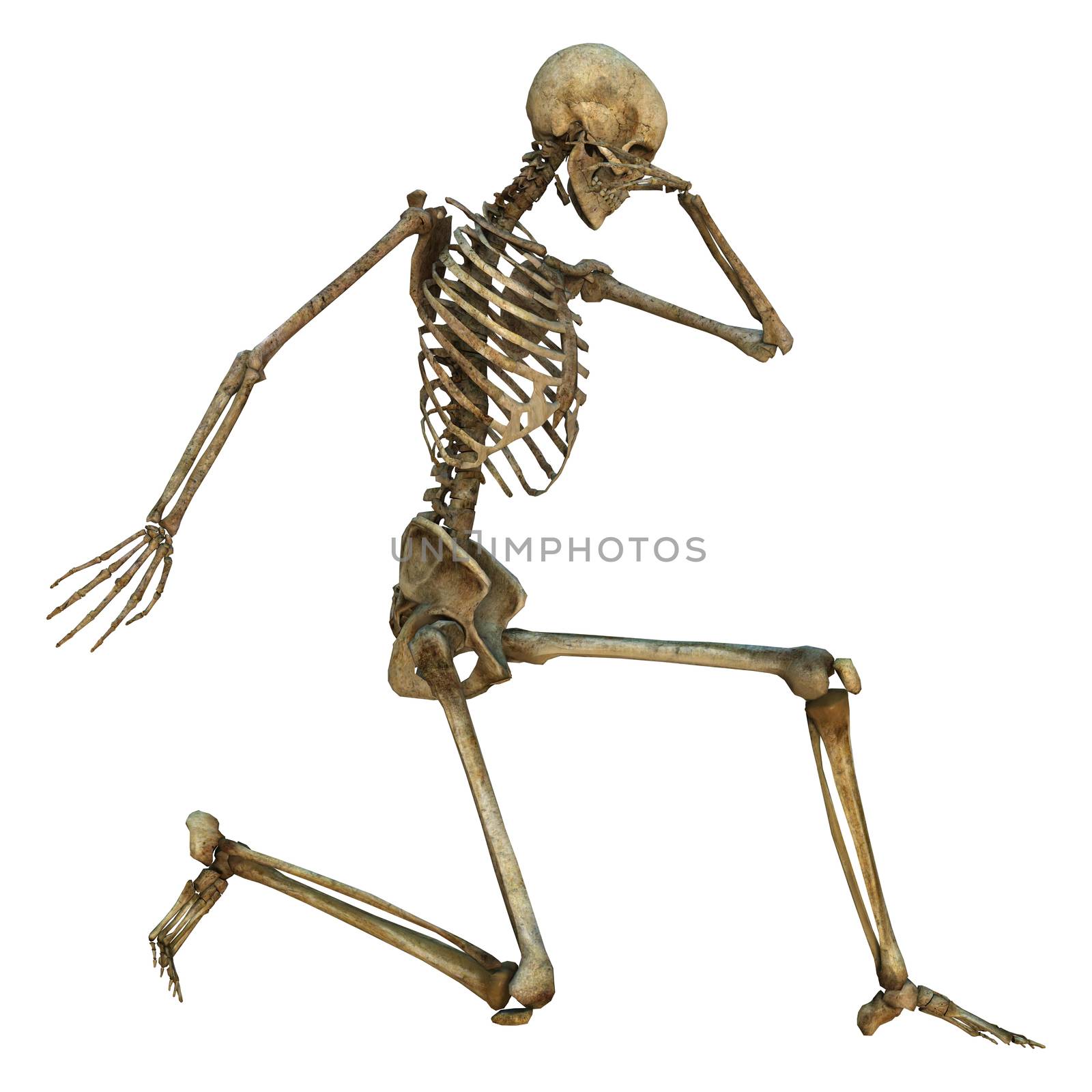 3D digital render of a human skeleton isolated on white background