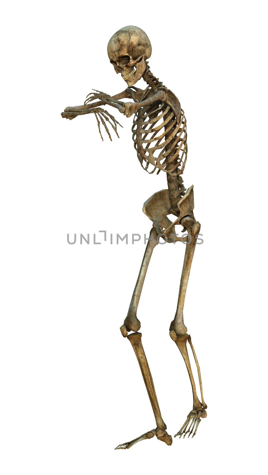 3D digital render of a human skeleton isolated on white background