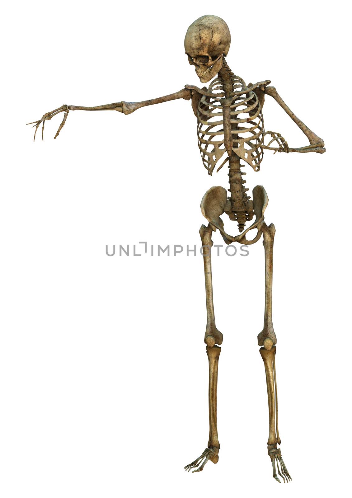 3D digital render of a human skeleton isolated on white background