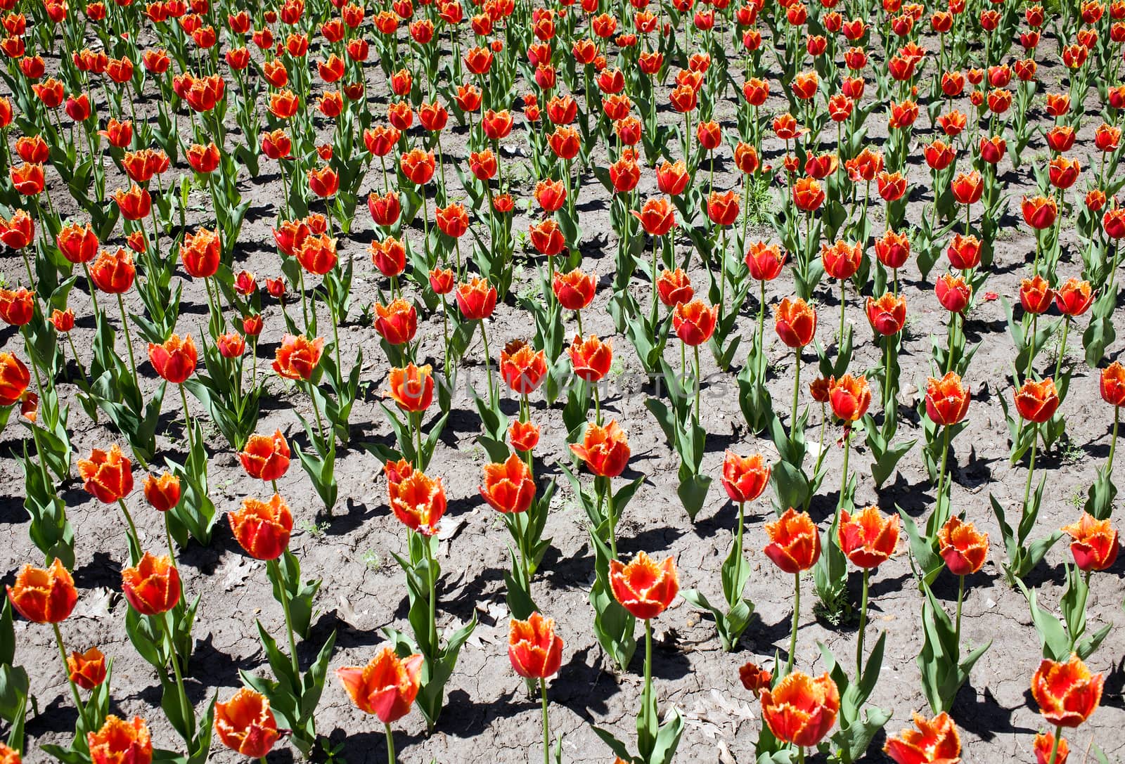 Fringed tulips by Krakatuk