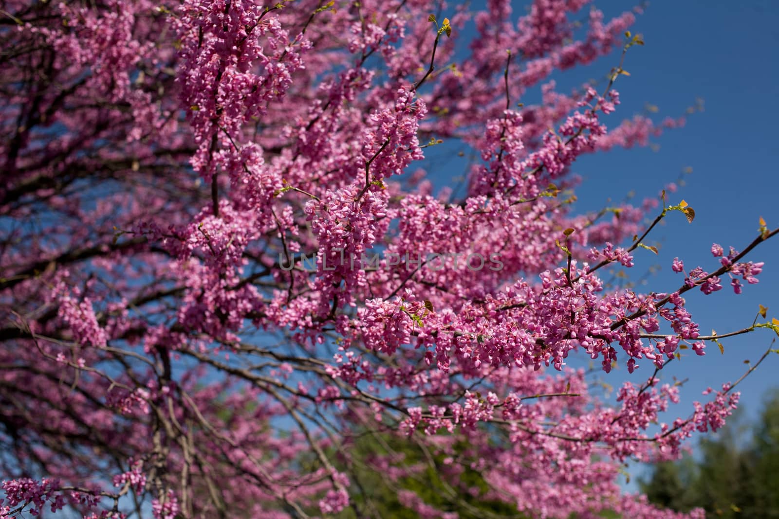 Japanese cherry blossoms against the blue sky in the botanical garden of the city Krivoy Rog in Ukraine