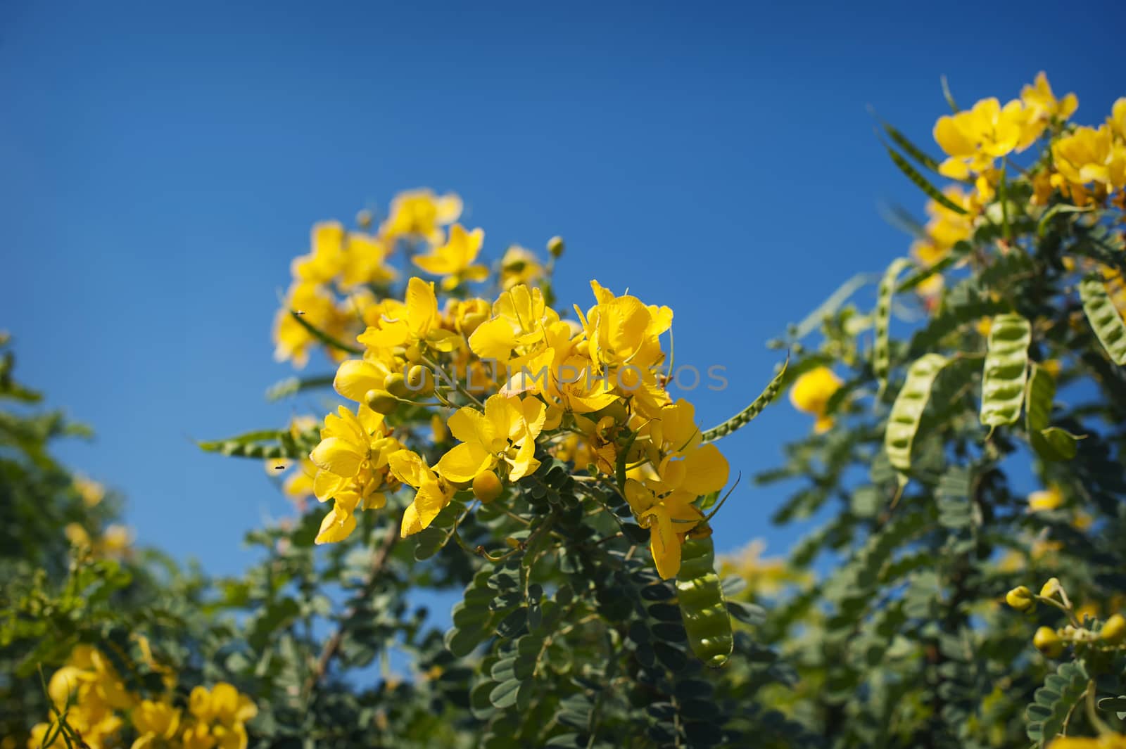 Cassia Fistula in clear blue sky. national tree of Thailand.