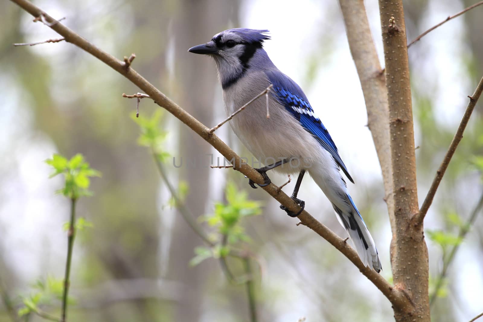 Blue-jay perched on branch in rain early spring