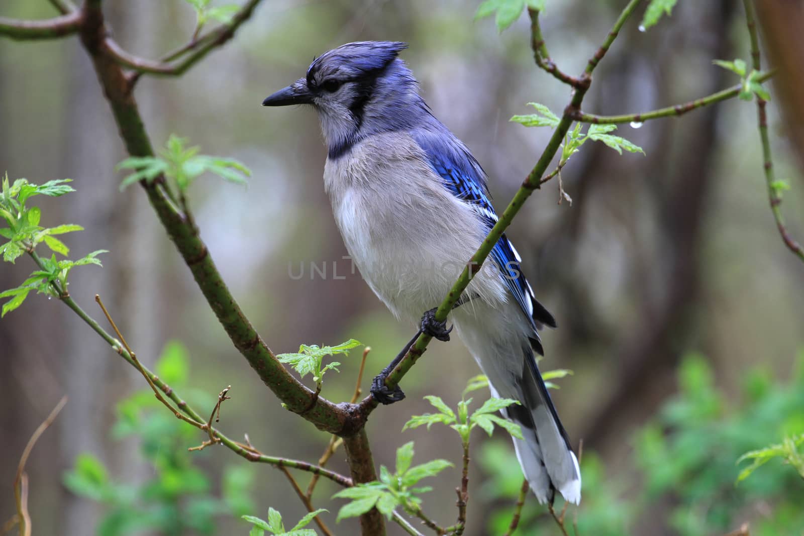 Blue-jay perched on branch in rain early spring