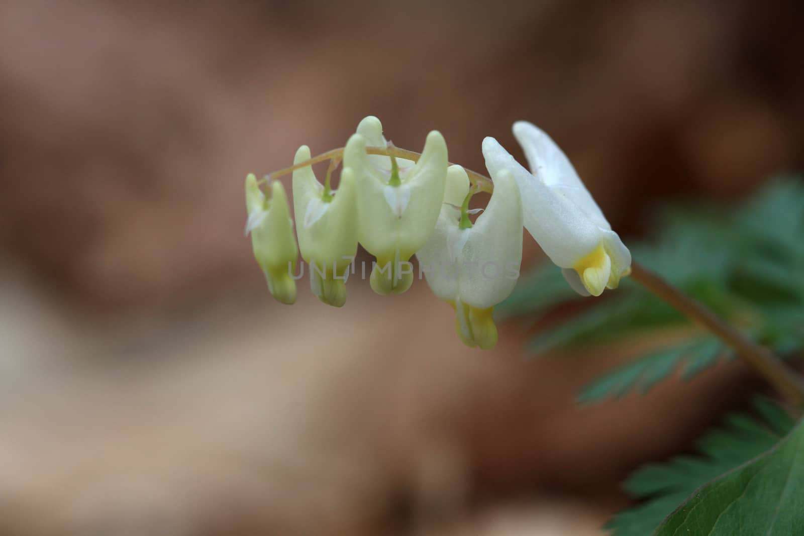 Dutchman's Breeches flower in early spring morning light