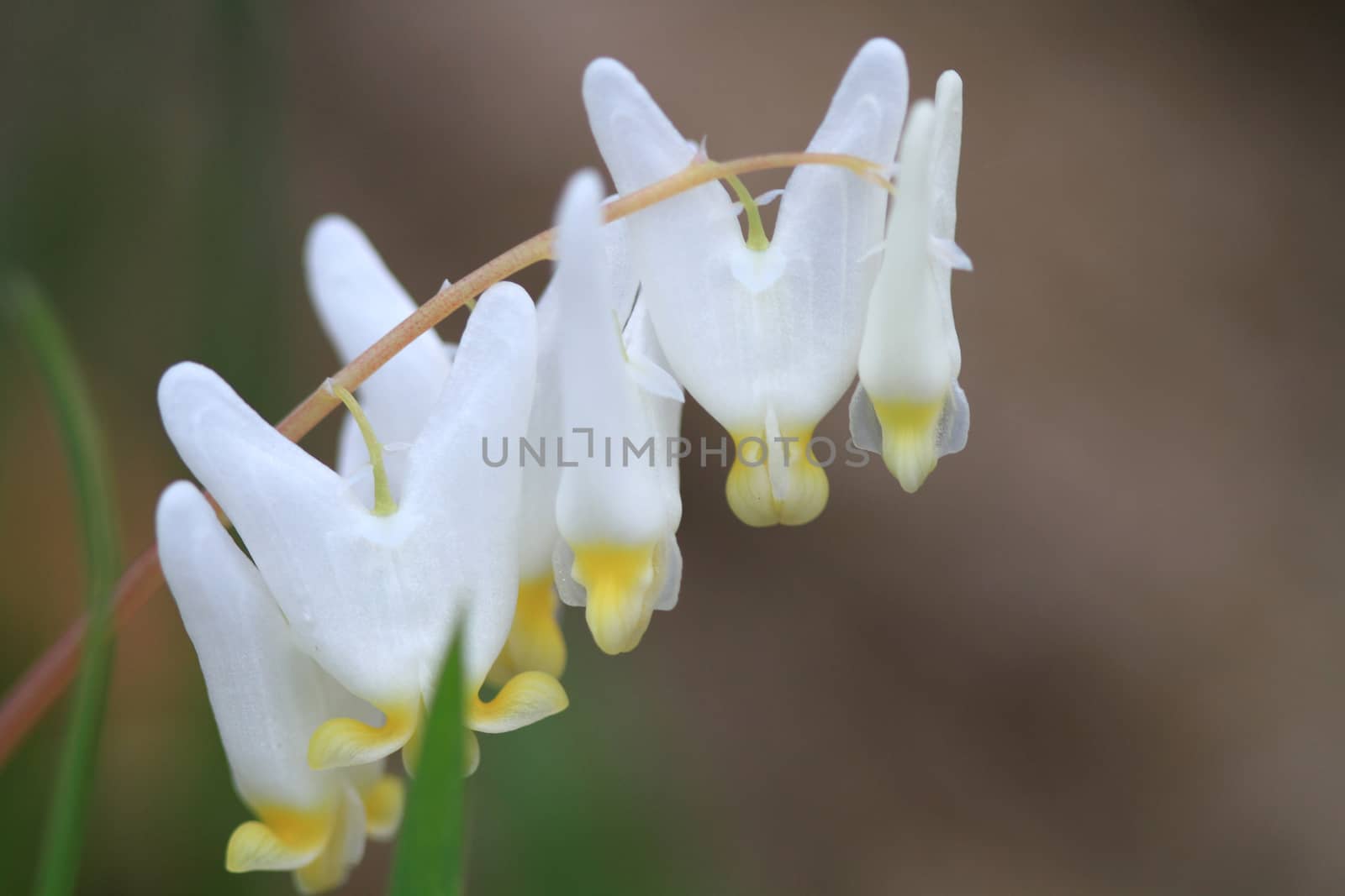 Dutchman's Breeches flower in early spring morning light