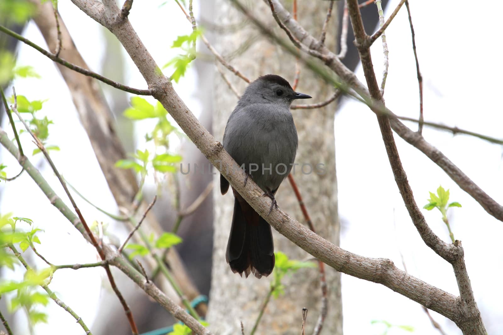 Gray Catbird perched on branch early spring