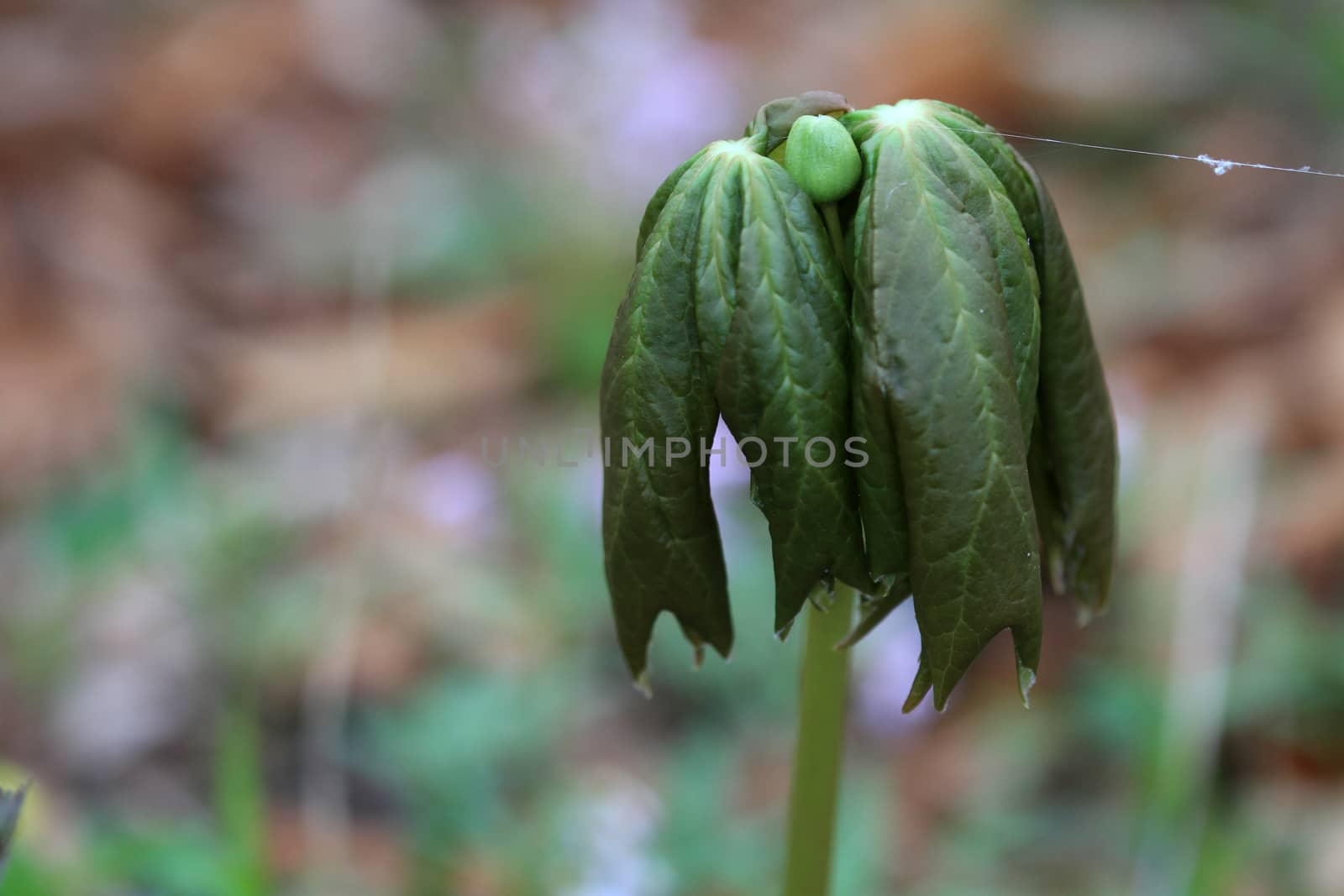 May Apple in early spring in morning light