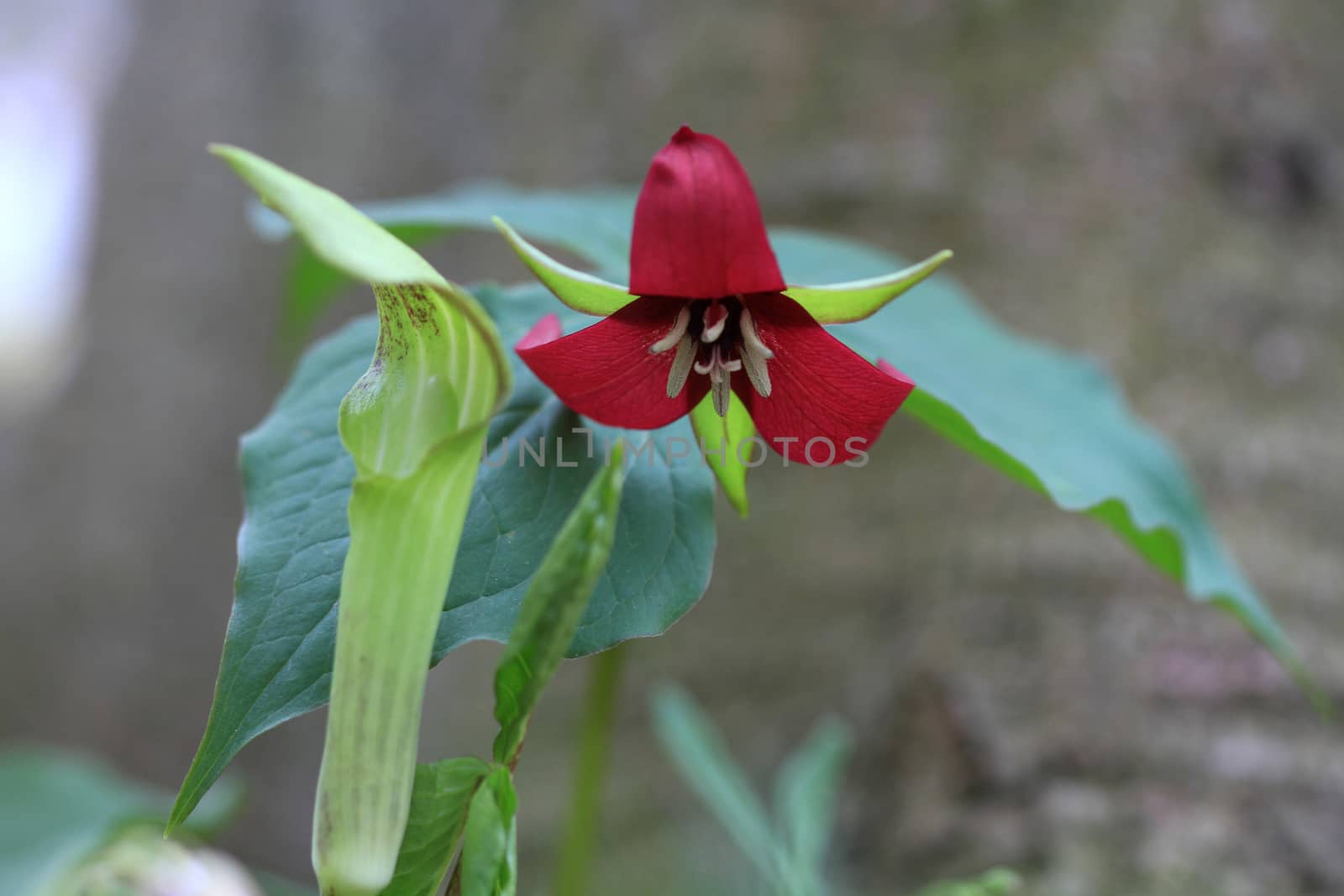 Red Trillium flower in early spring in morning light