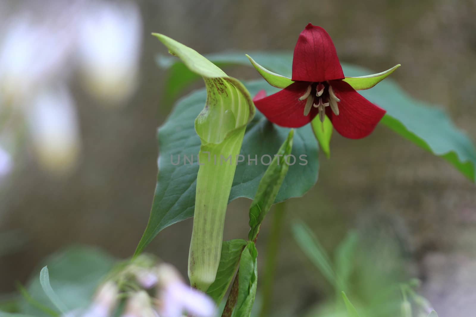 Red Trillium flower in early spring in morning light