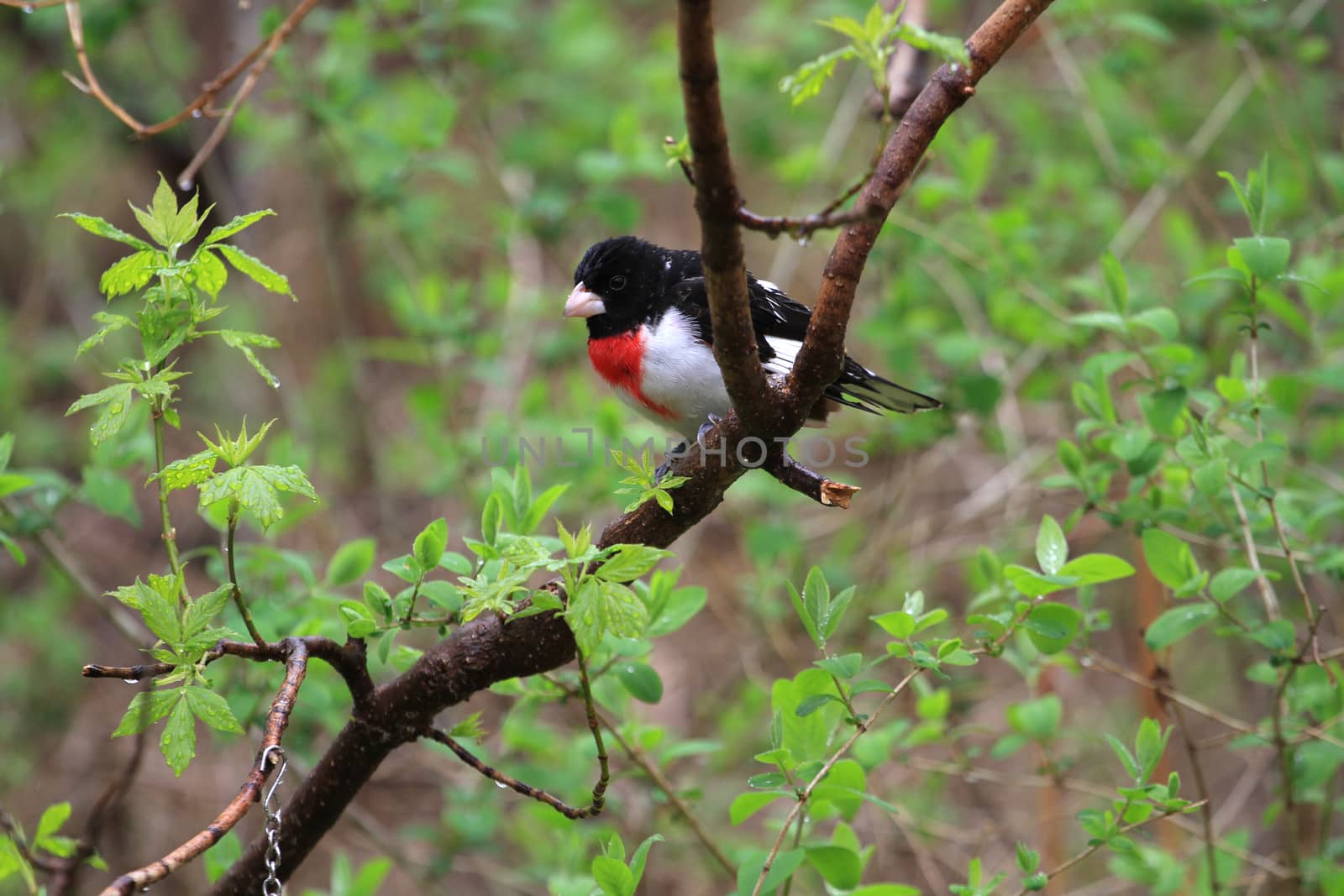 Rose-breasted Grosbeak male perched on branch in rain